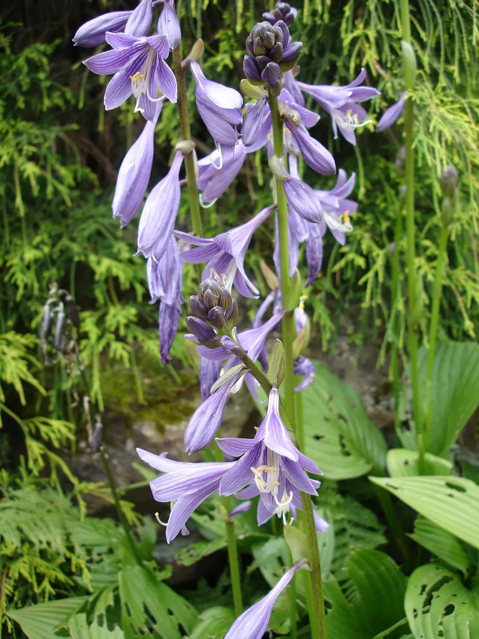 Hosta Species (Hosta Sp.) — plant hostas about 1 to 3 feet apart depending on the variety's size at maturity