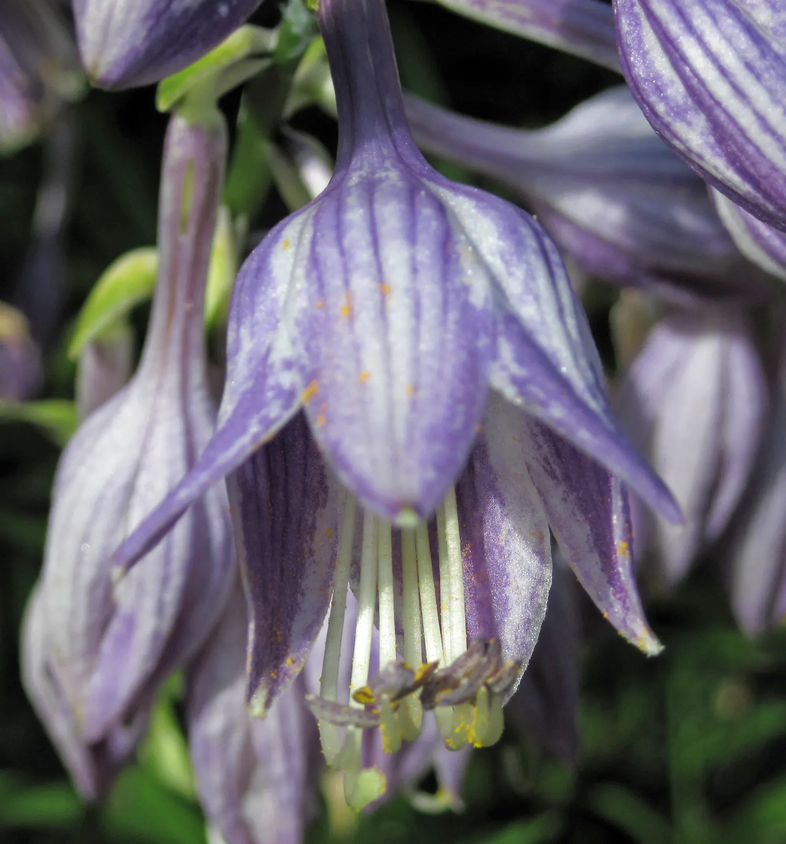 Hosta Species (Hosta Sp.) — with leaves that may be solid or variegated in shades of green; utilizing their diverse leaf shapes and textures