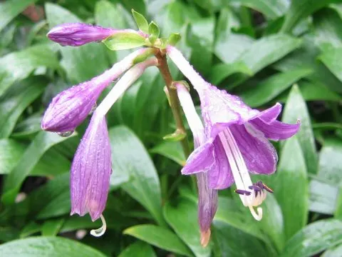 Hosta Species (Hosta Sp.) — are indispensable perennials for shading gardens with their lush foliage and graceful blooms; commonly known as hostas, image 60
