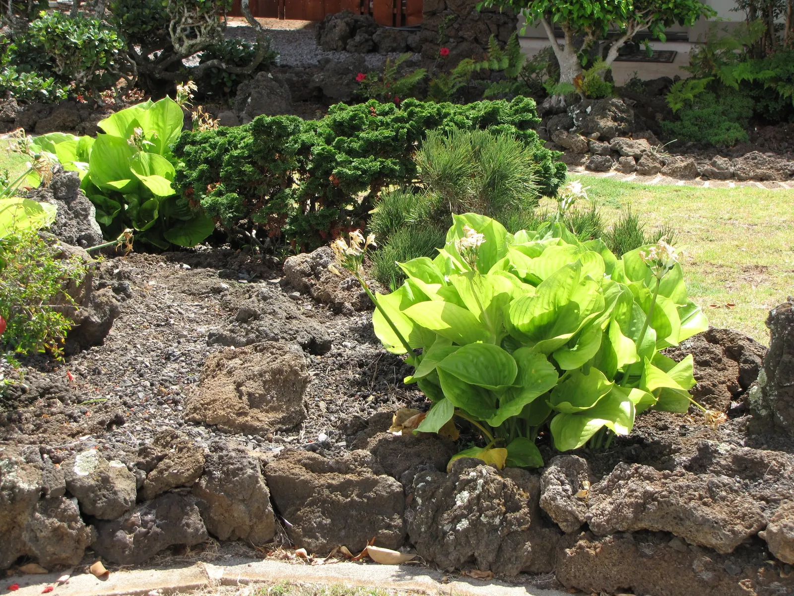 Hosta Species (Hosta Sp.) — plant hostas about 1 to 3 feet apart depending on the variety's size at maturity; ground cover / perennial for deep shade or half