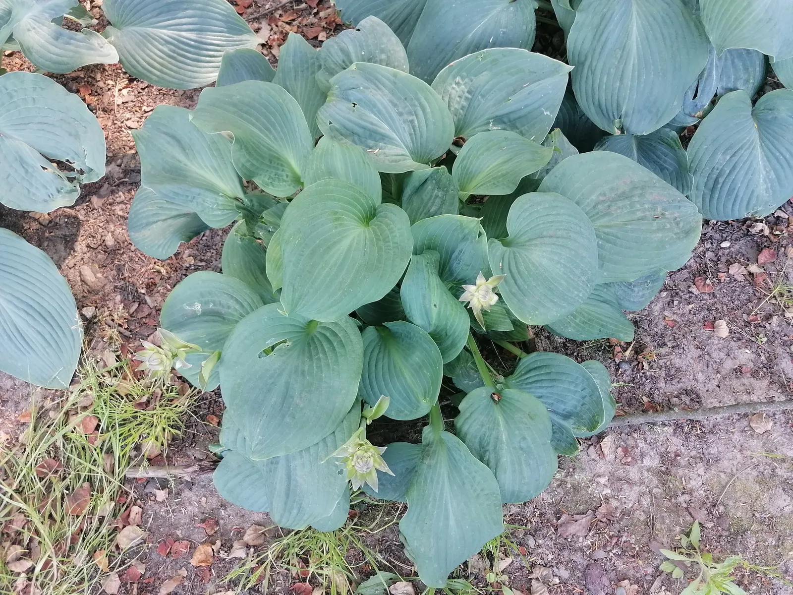 Hosta Species (Hosta Sp.) — Boasting a remarkable diversity in leaf color