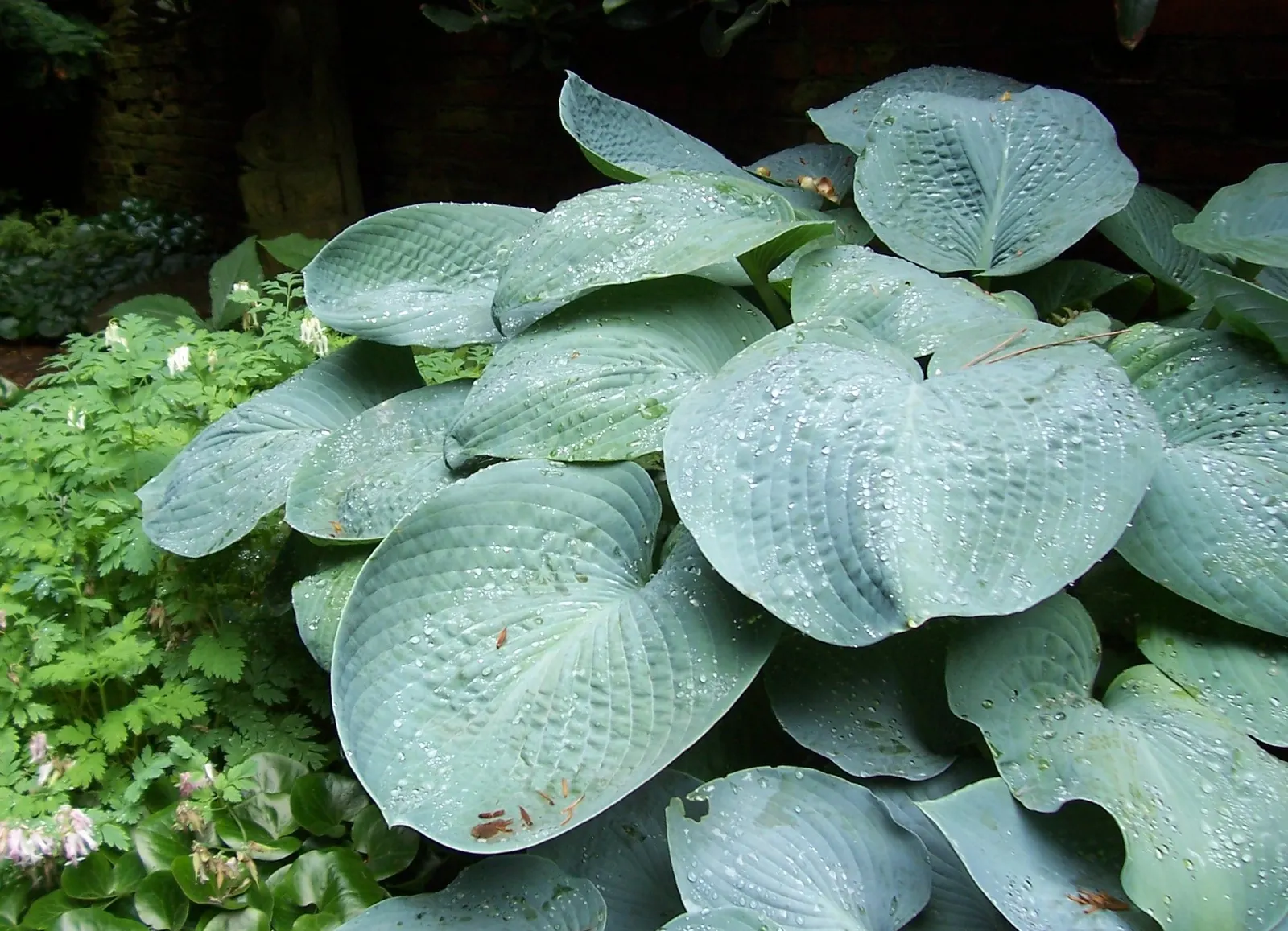 Hosta Species (Hosta Sp.) — often featuring striking variegation; which can range in color from white to lavender.<br><br>For optimal growth, image 55