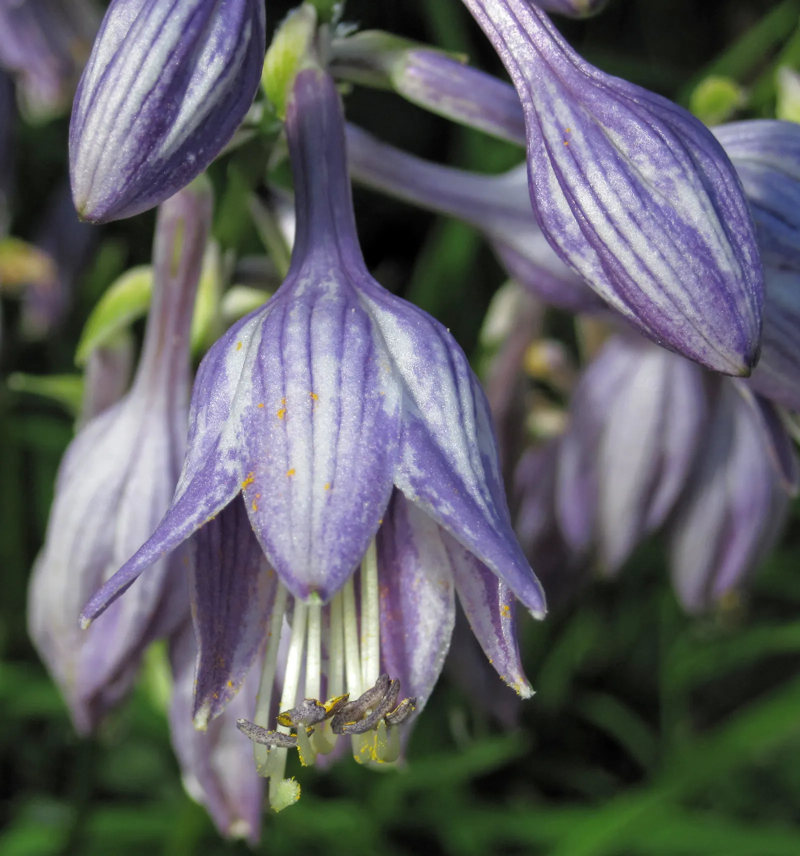 Hosta Species (Hosta Sp.) — with a spread that may extend from 1 to 6 feet; hostas send up spikes of bell-shaped flowers