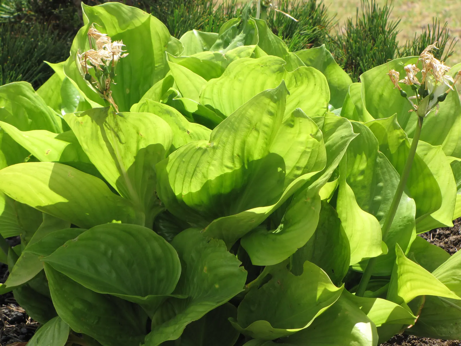 Hosta Species (Hosta Sp.) — are indispensable perennials for shading gardens with their lush foliage and graceful blooms; commonly known as hostas or plantain