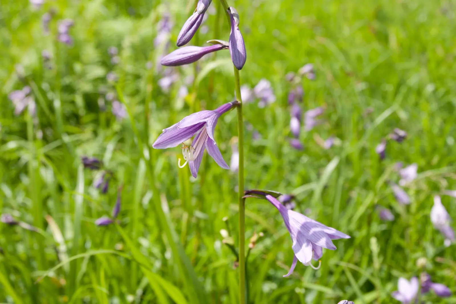Hosta Species (Hosta Sp.) — a hosta will thrive in USDA Hardiness Zones 3 through 9