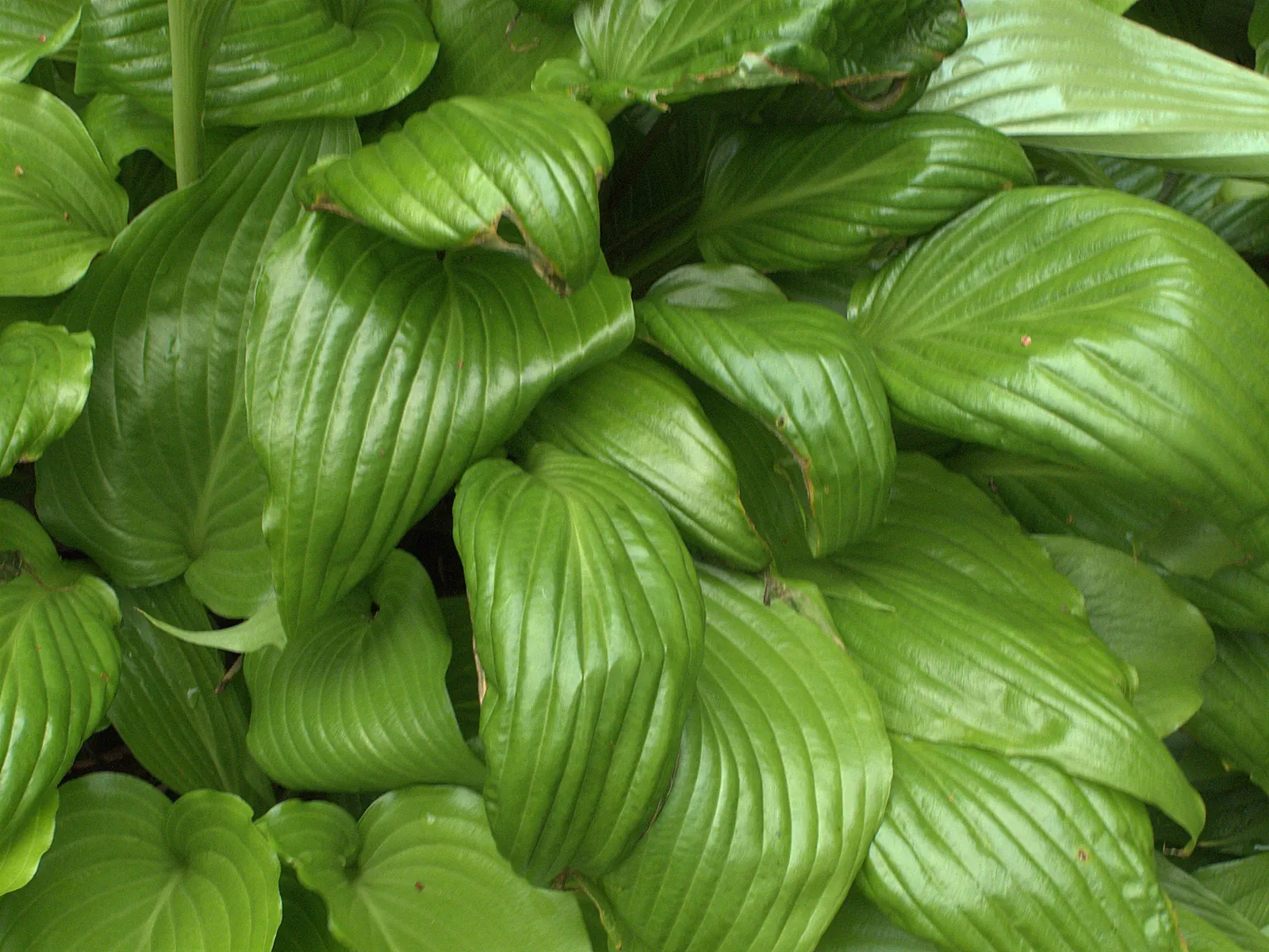 Hosta Species (Hosta Sp.) — Hardy and low maintenance, they thrive in USDA zones 3‚Äì9; they should be watered regularly, especially during dry spells, but