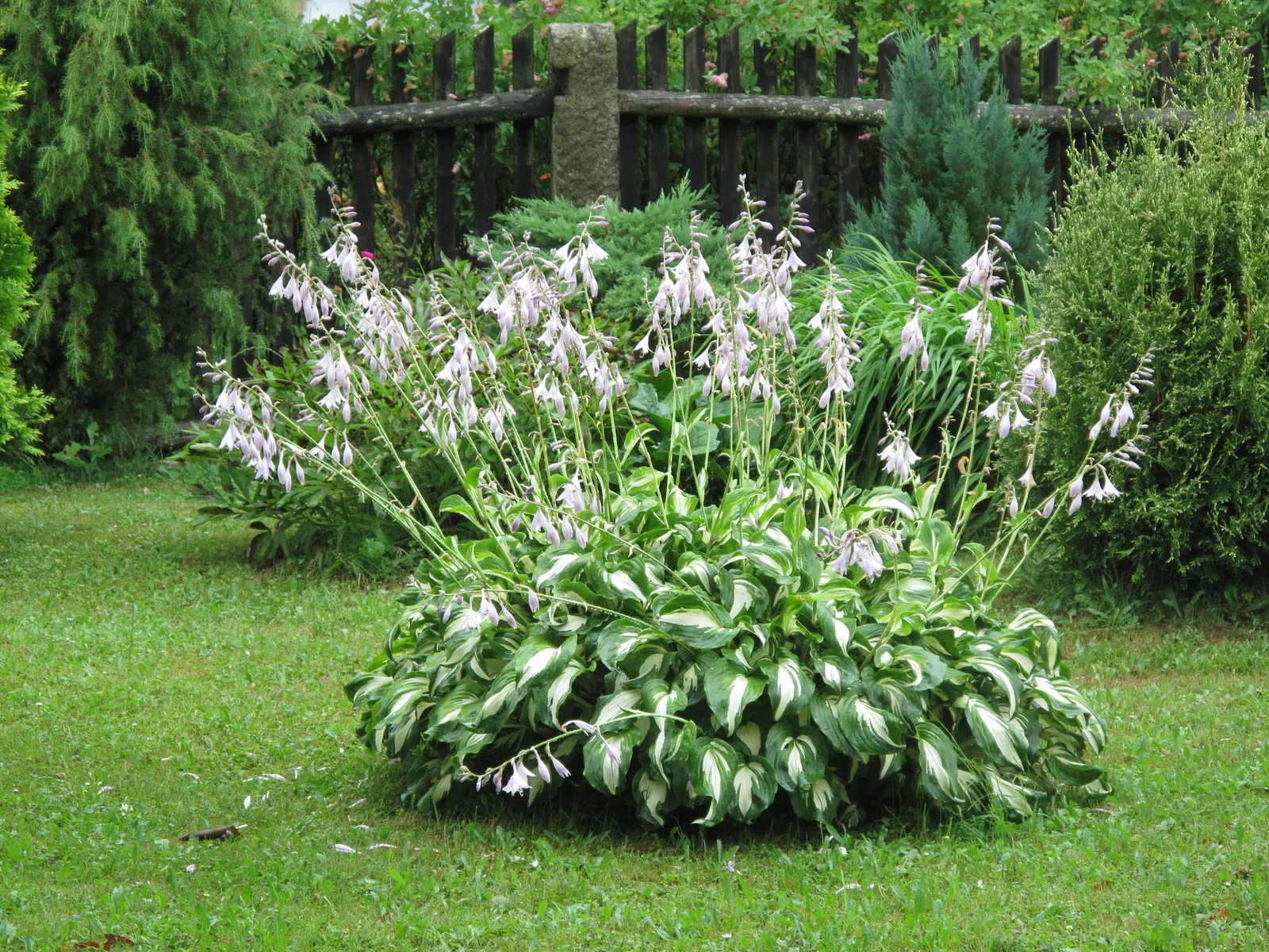 Hosta Species (Hosta Sp.) — purple flowers in the garden; boasting a remarkable diversity in leaf color