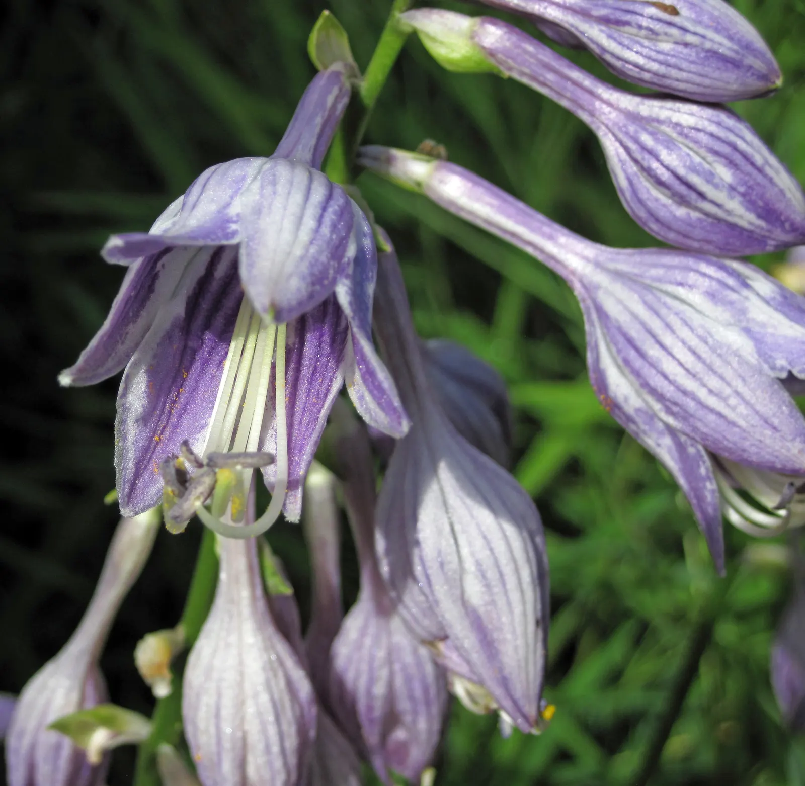 Hosta Species (Hosta Sp.) — commonly known as hostas or plantain lilies; these shade-loving plants typically range from 6 to 48 inches in height and can spread