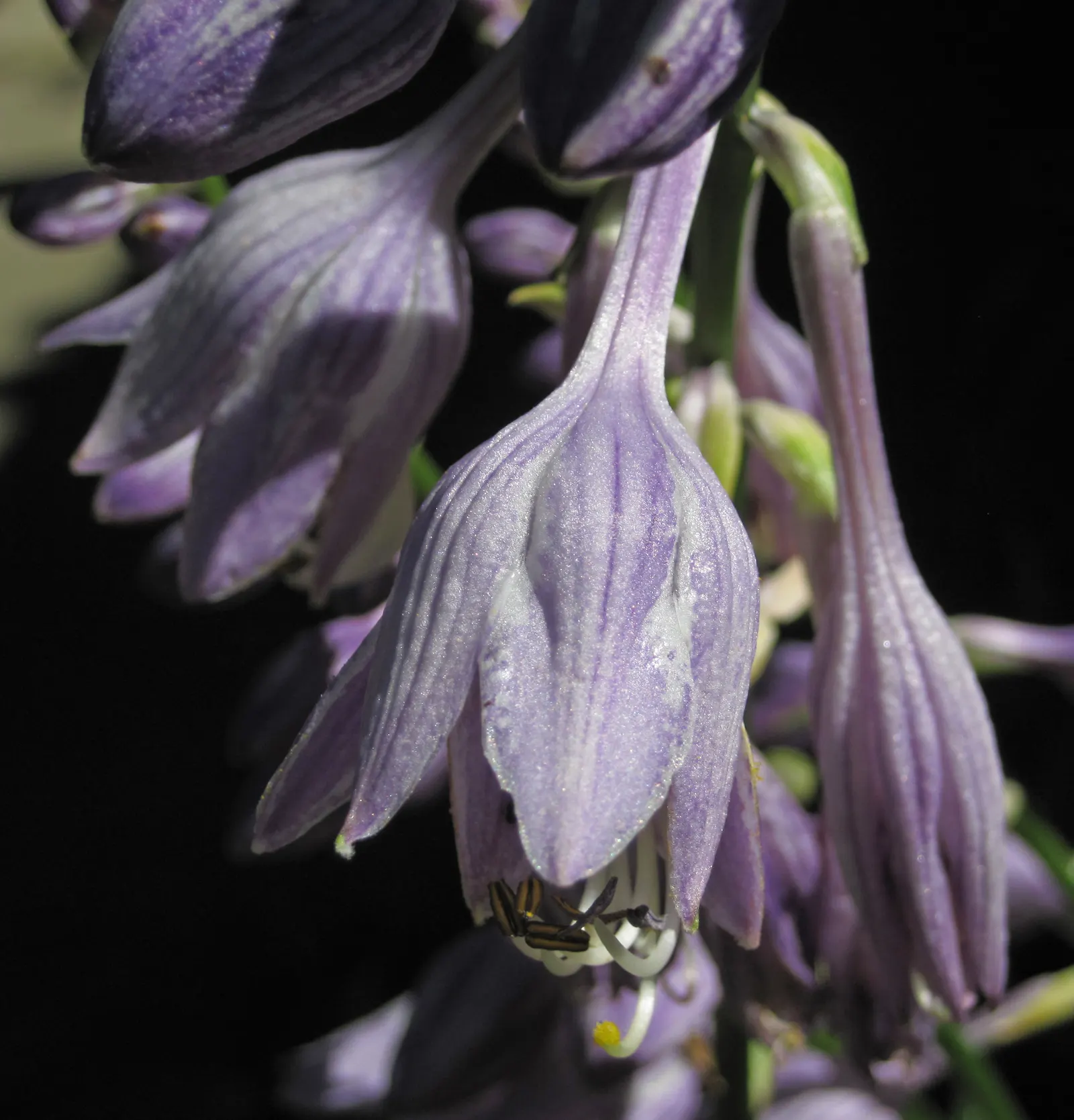 Hosta Species (Hosta Sp.) — Utilizing their diverse leaf shapes and textures; they excel in providing ground cover and contrast in shade gardens or woodland