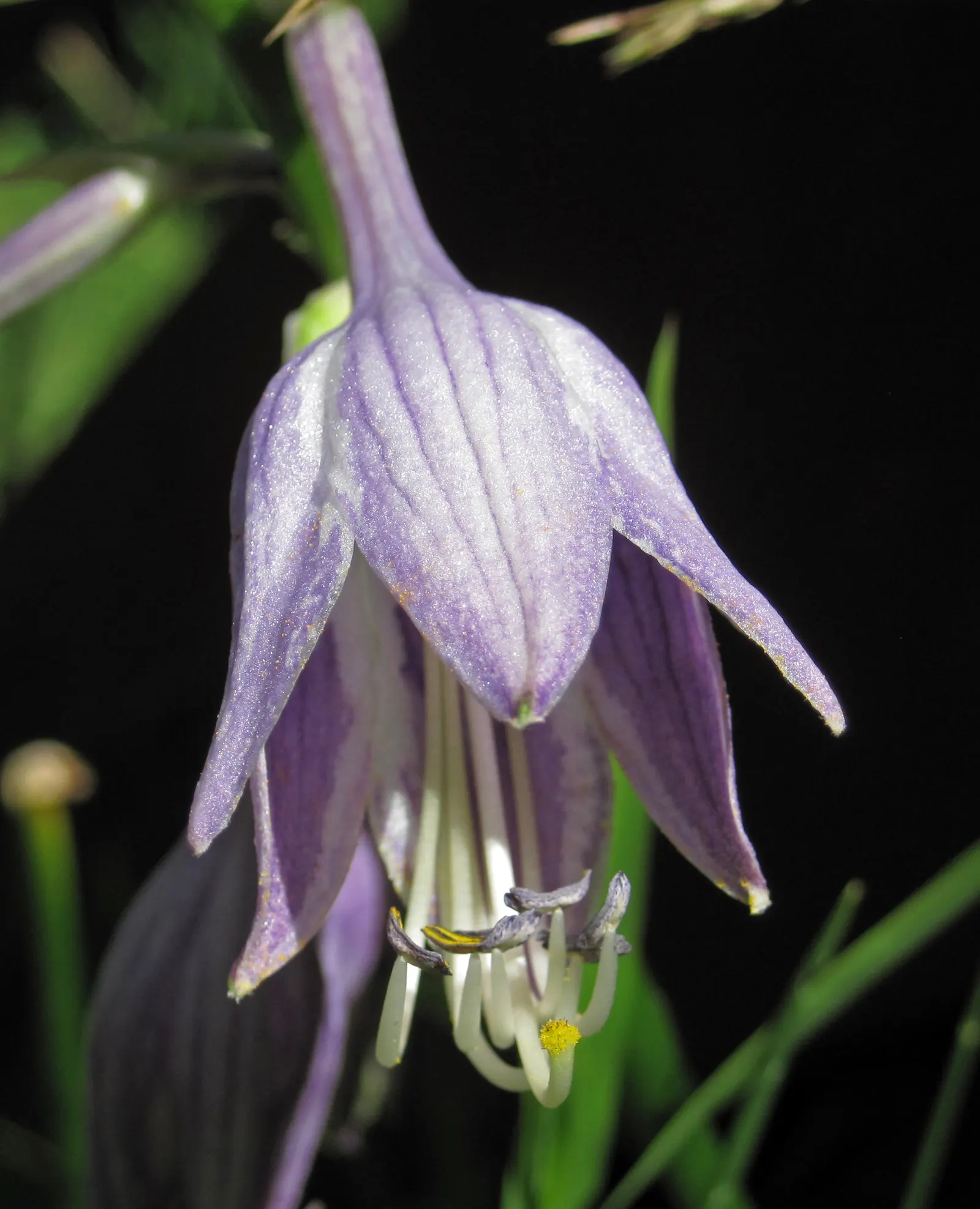 Hosta Species (Hosta Sp.) — a hosta will thrive in USDA Hardiness Zones 3 through 9; providing extensive ground cover.<br><br>Their foliage is their claim to