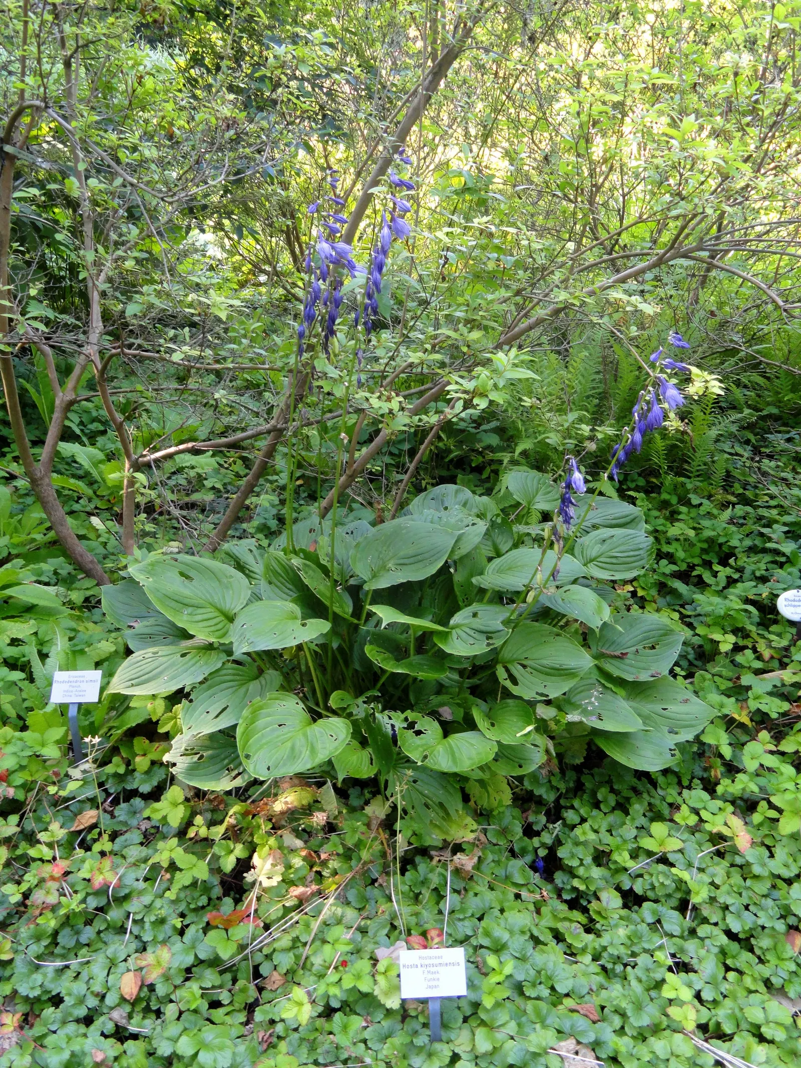 Hosta Species (Hosta Sp.) — are herbaceous perennials prized for their lush foliage which varies from vibrant green to gold; preferring dappled to, image 54