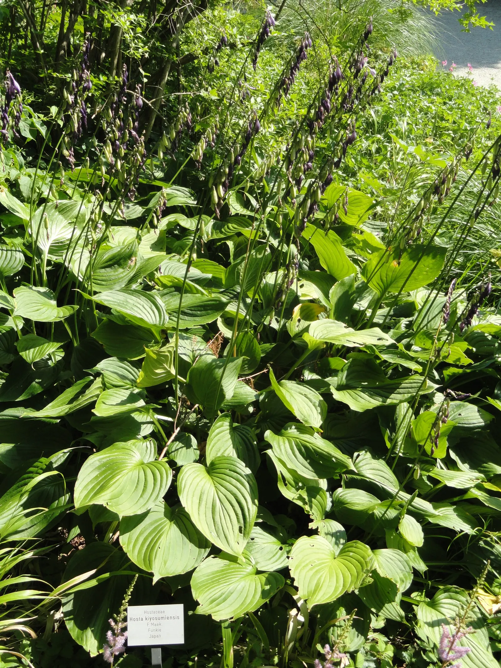 Hosta Species (Hosta Sp.) — hostas are an excellent choice for both novice gardeners and seasoned landscape architects; are herbaceous perennials prized for