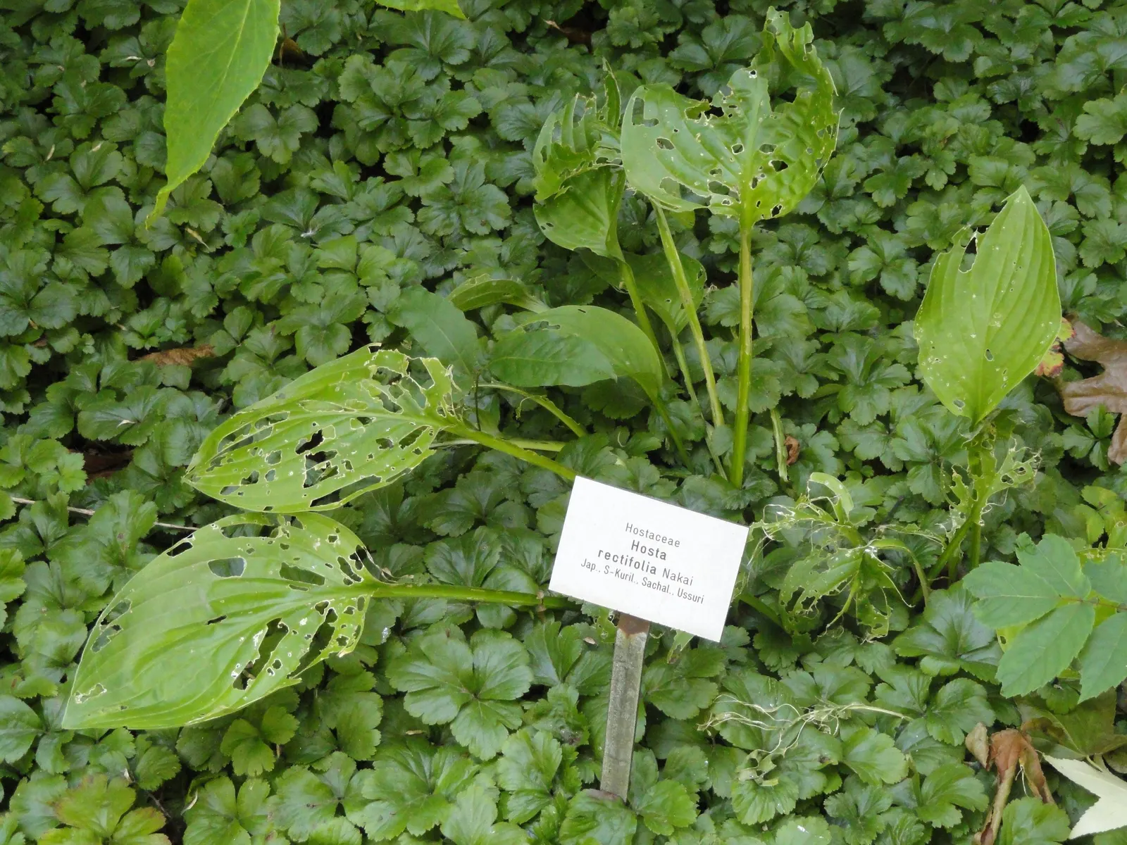 Hosta Species (Hosta Sp.) — which can range in color from white to lavender.<br><br>For optimal growth; plant hostas about 1 to 3 feet apart depending on the