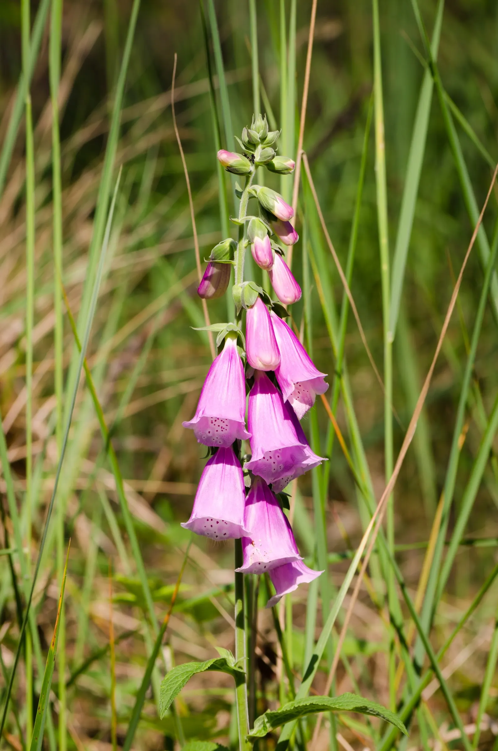 Common Foxglove (Digitalis Purpurea) — this European native boasts tall; humus-rich soil with a slightly acidic to neutral pH, image 145