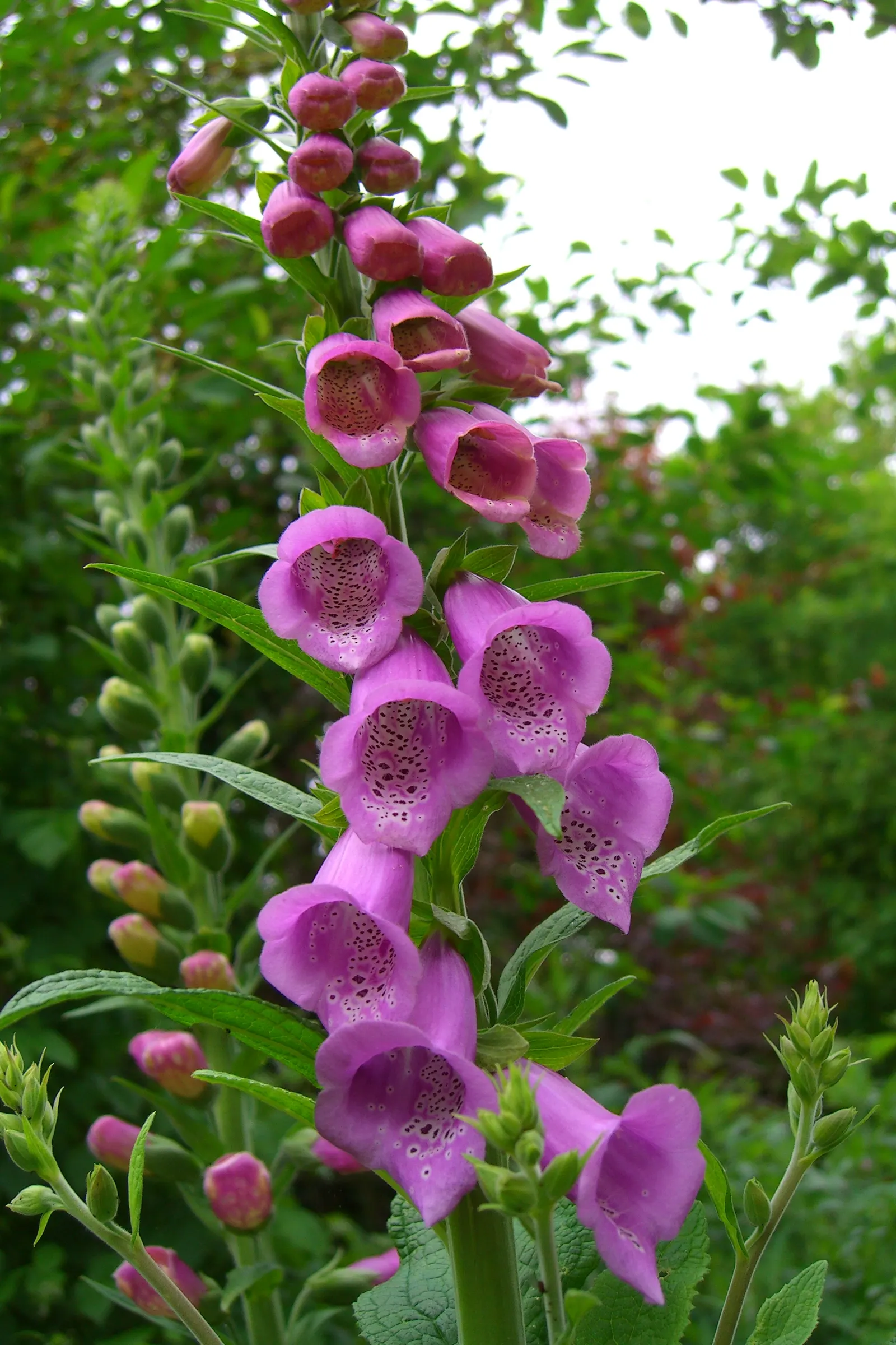 Common Foxglove (Digitalis Purpurea) — It boasts tall spikes adorned with tubular blooms in shades of purple-pink and white, with speckled throats, image 56
