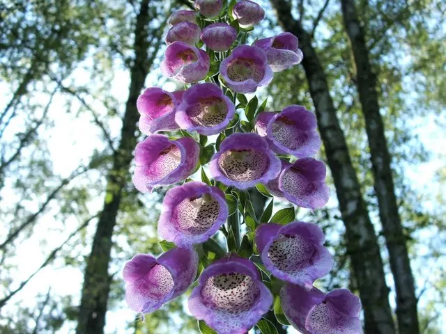Common Foxglove (Digitalis Purpurea) — perennial with multi-colored and pink and purple blooms