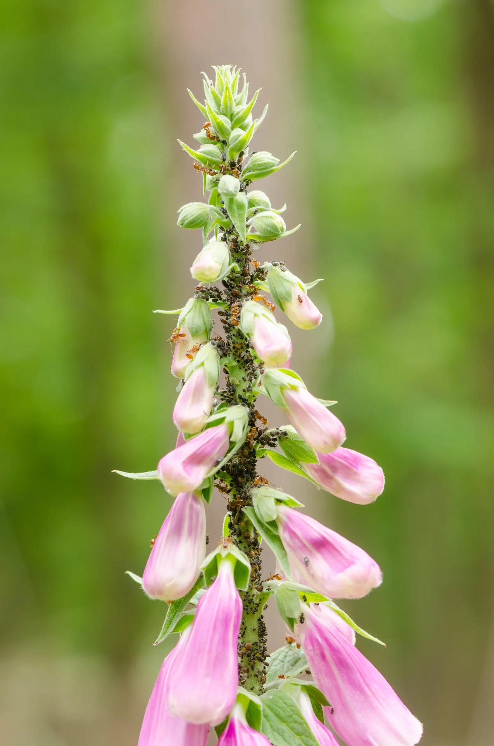 Common Foxglove (Digitalis Purpurea) — place foxgloves in the mid to back borders for a visually striking backdrop; so caution should be taken if placed in