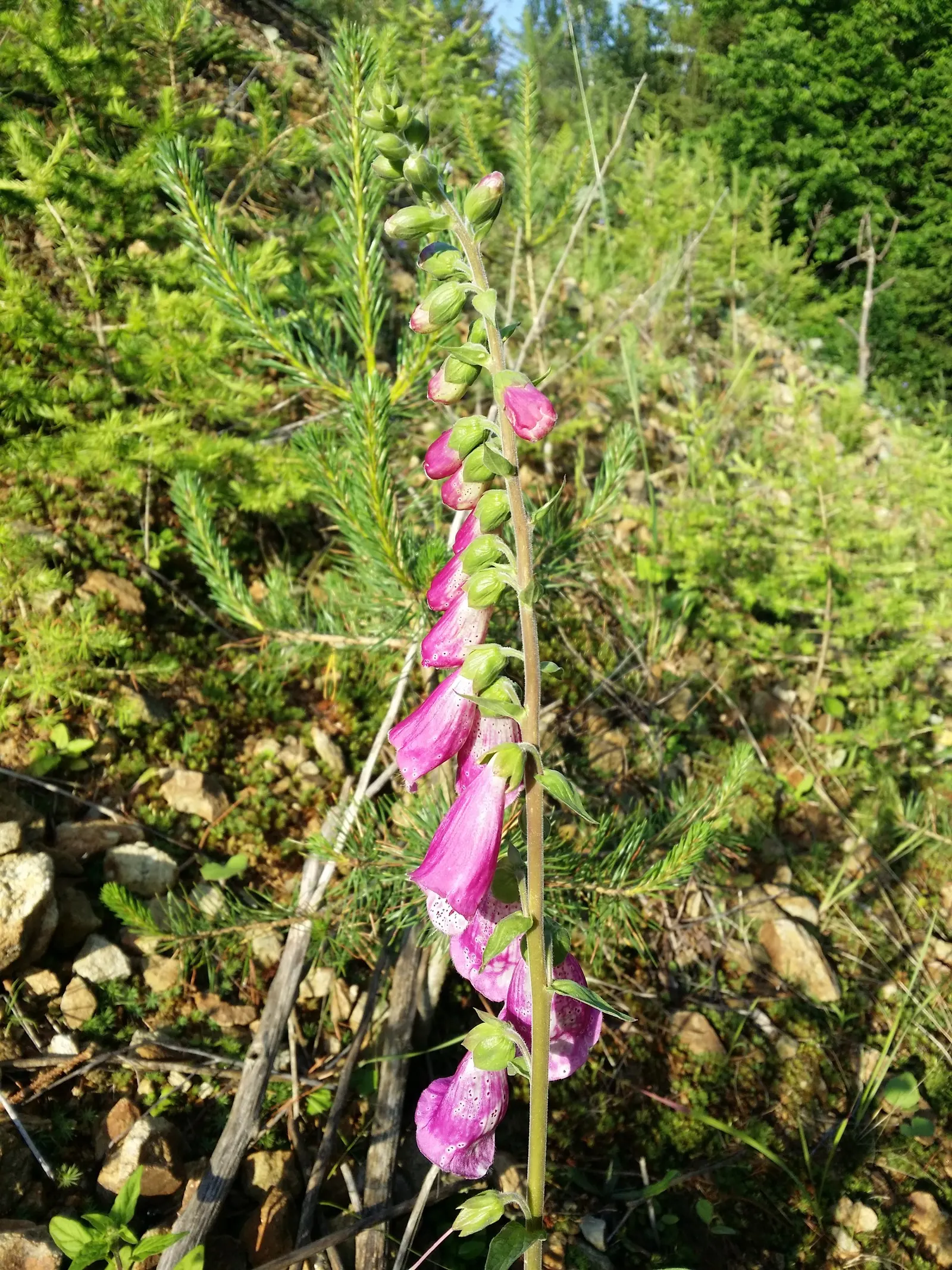 Common Foxglove (Digitalis Purpurea) — While moderately drought-resistant once established, image 41