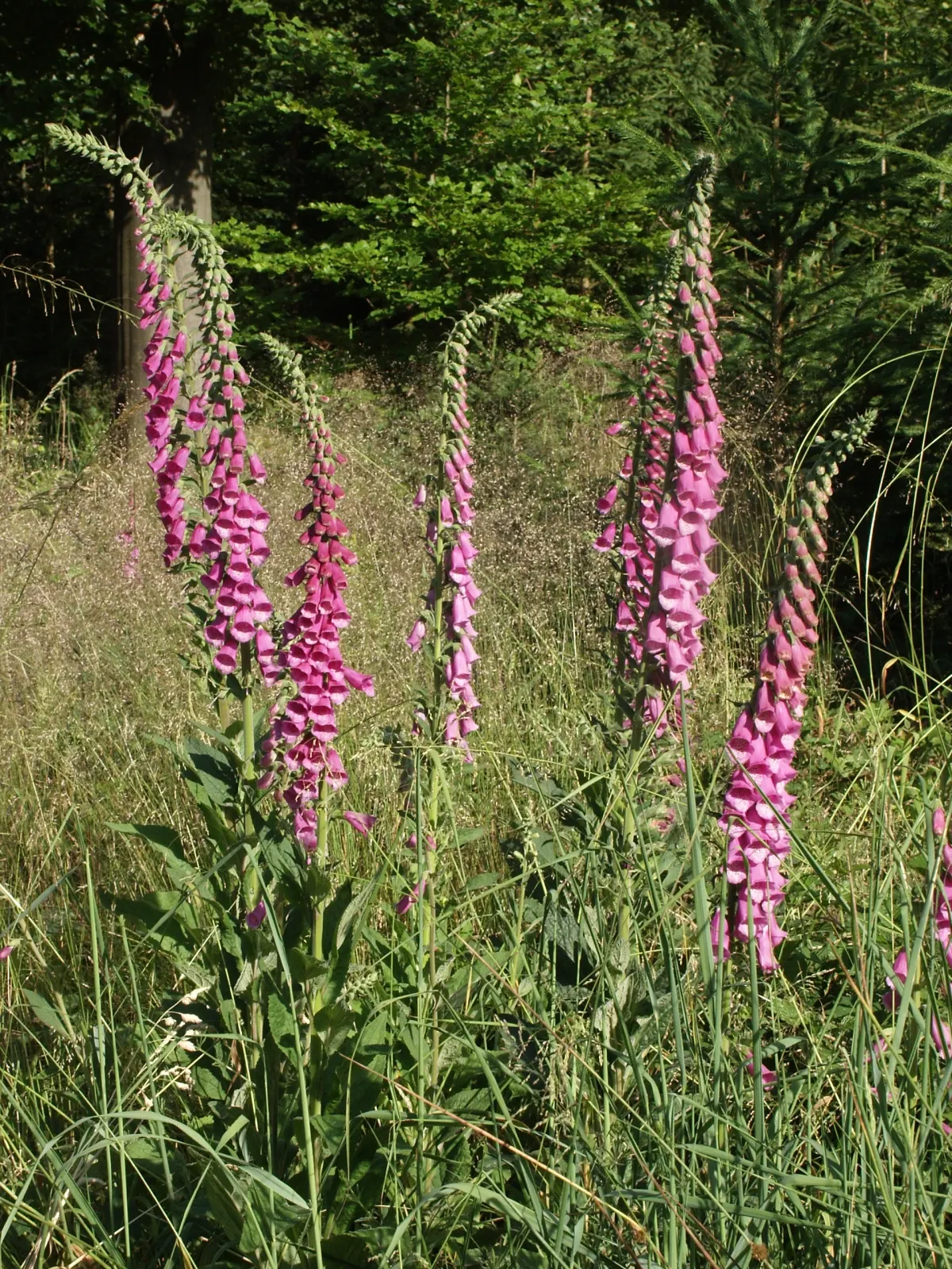Common Foxglove (Digitalis Purpurea) — particularly bees and hummingbirds; it boasts tall spikes adorned with tubular blooms in shades of, image 101