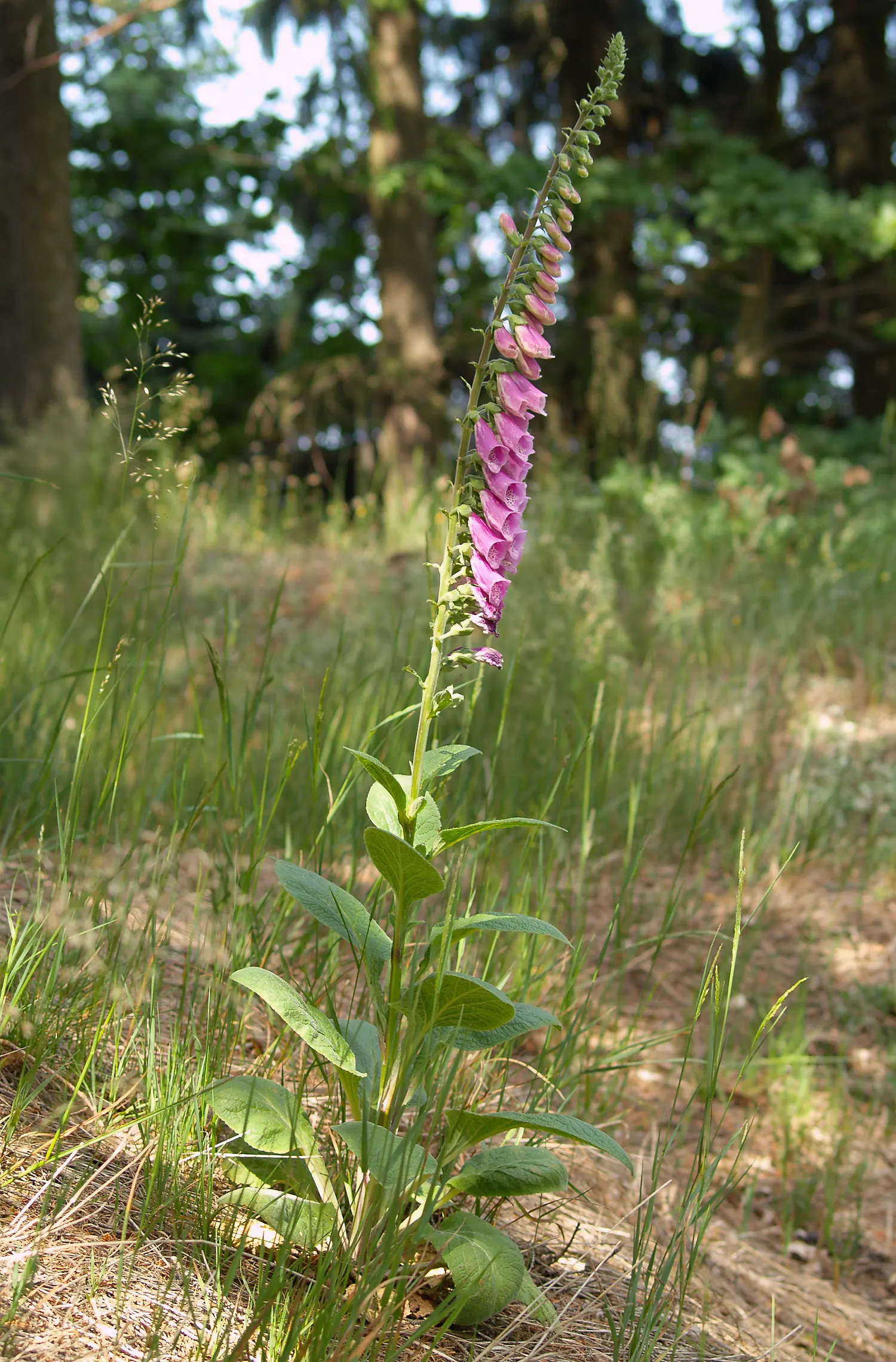 Common Foxglove (Digitalis Purpurea) — which can lead to naturalization in the right conditions; they will benefit from regular watering during, image 99