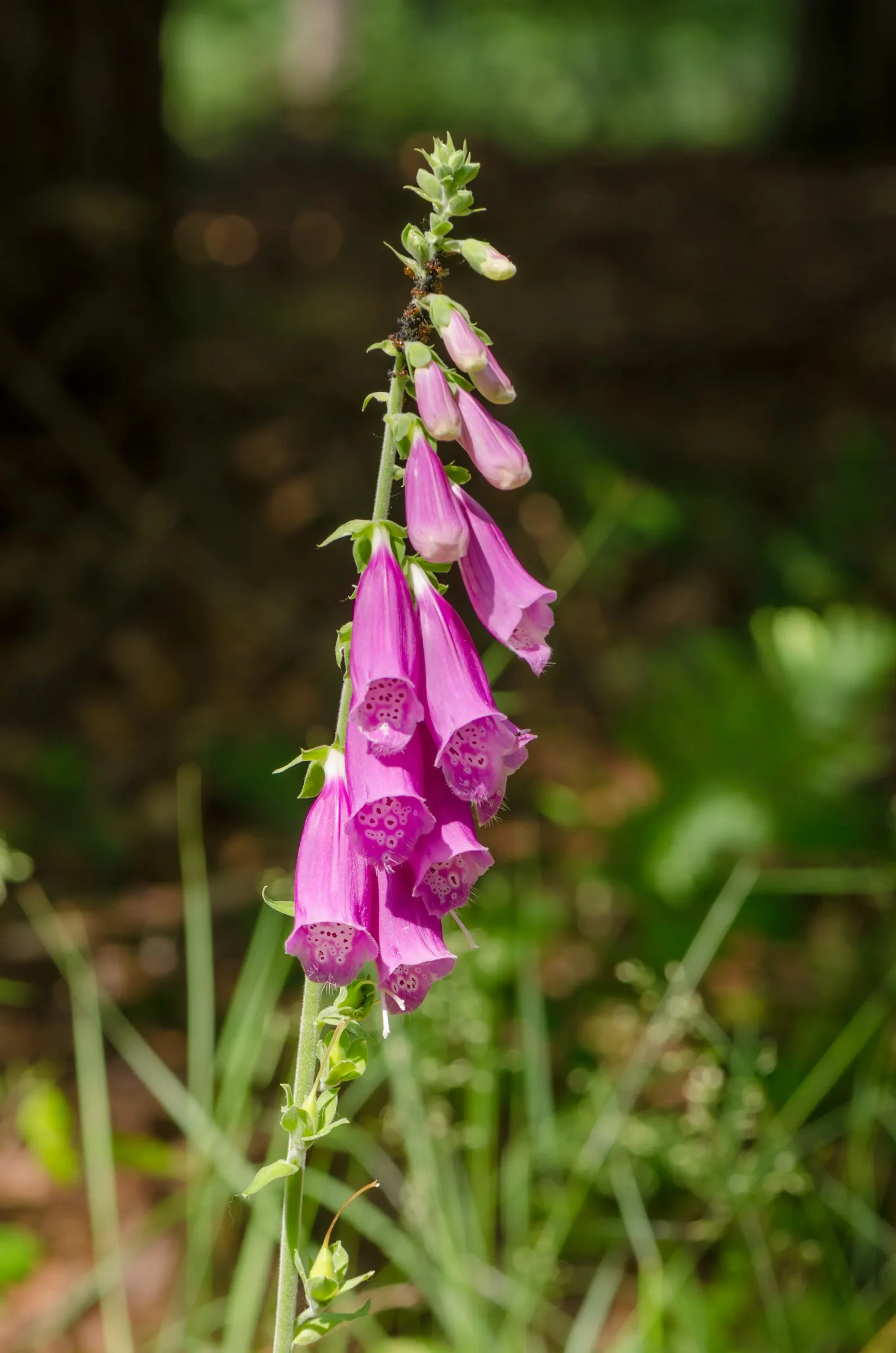 Common Foxglove (Digitalis Purpurea) — so caution should be taken if placed in areas frequented by children or pets; digitalis purpurea, or Common Foxglove, is