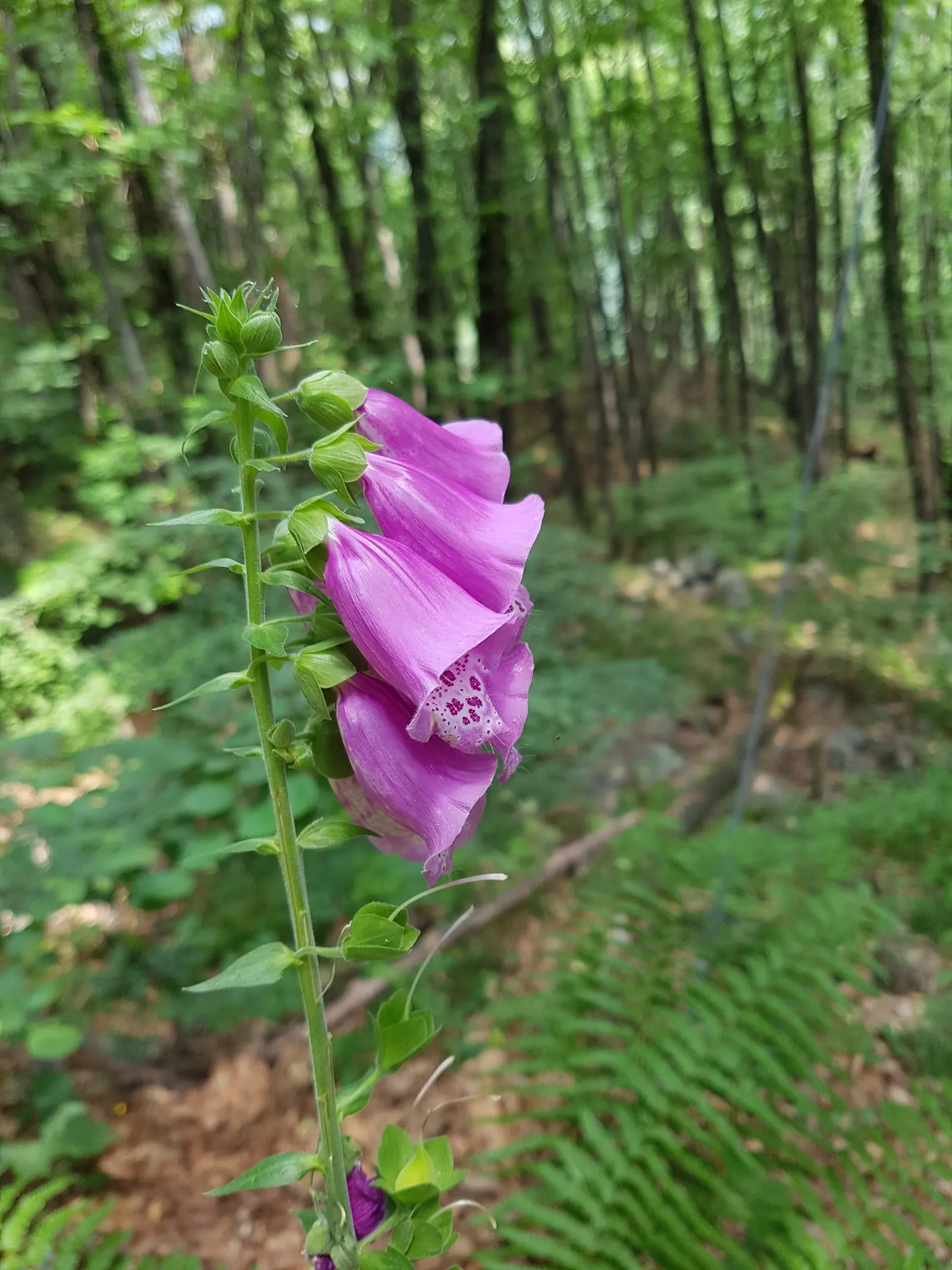Common Foxglove (Digitalis Purpurea) — their towering flower spikes provide excellent vertical structure and are a magnet for pollinators; place, image 127