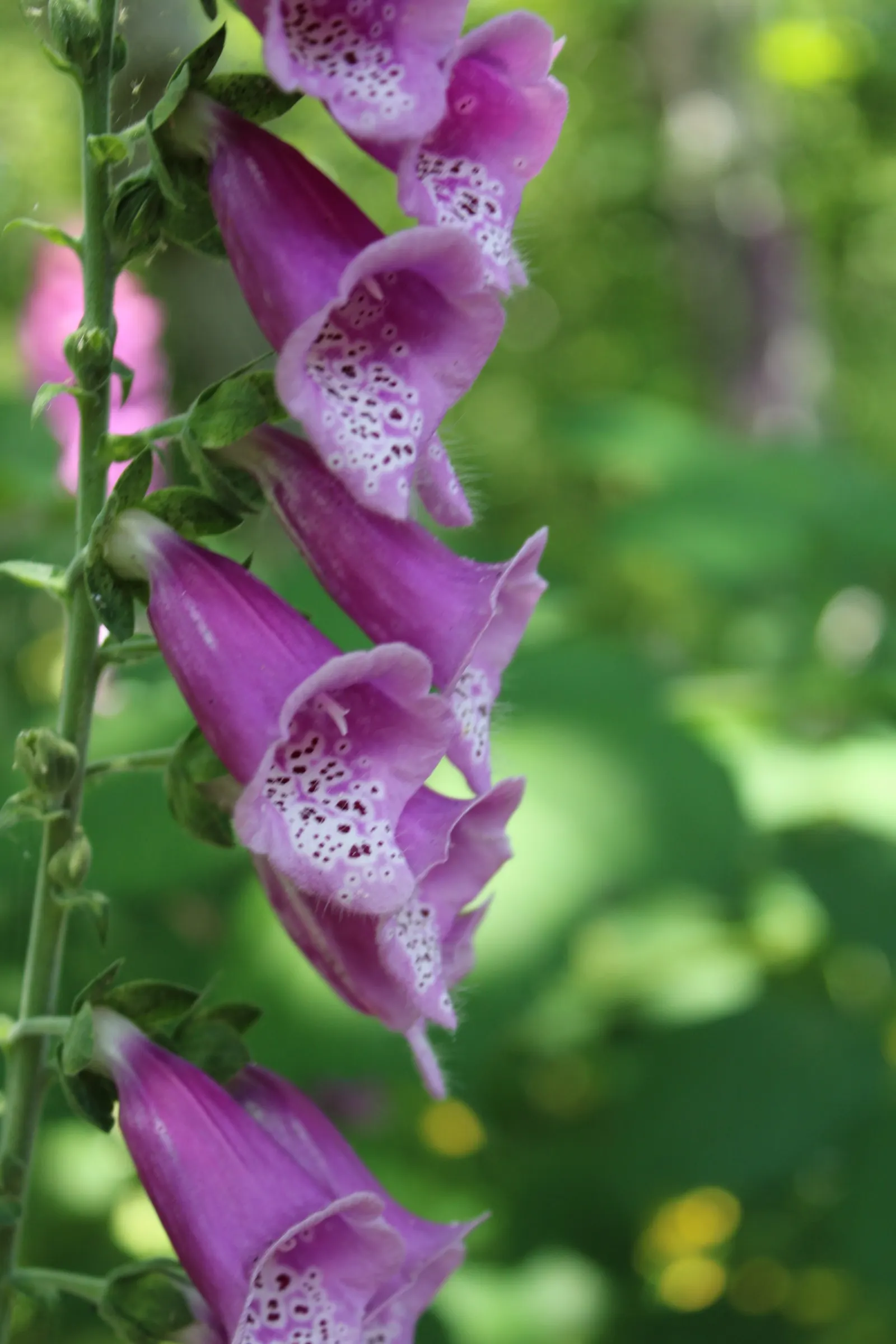 Common Foxglove (Digitalis Purpurea) — Digitalis purpurea, or Common Foxglove, is a striking biennial standing at 2-5 ft tall