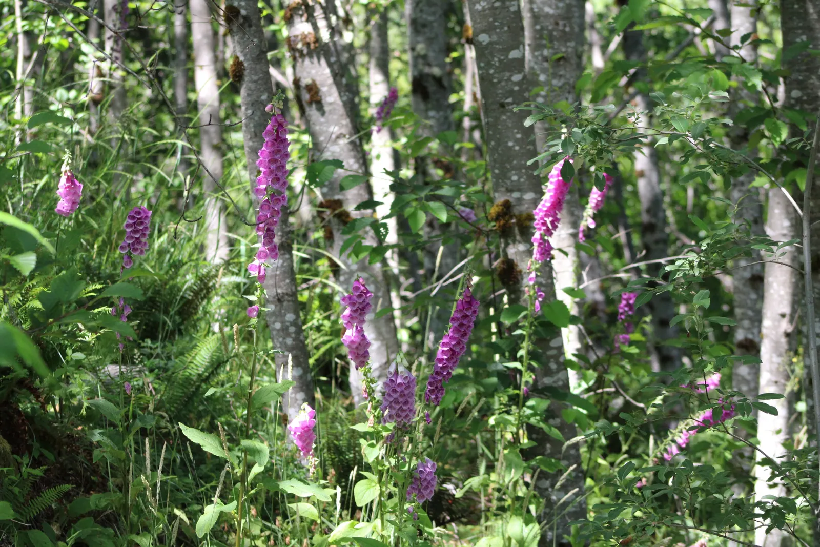 Common Foxglove (Digitalis Purpurea) — humus-rich soil with a slightly acidic to neutral pH; is an enchanting biennial that brings vertical drama, image 67