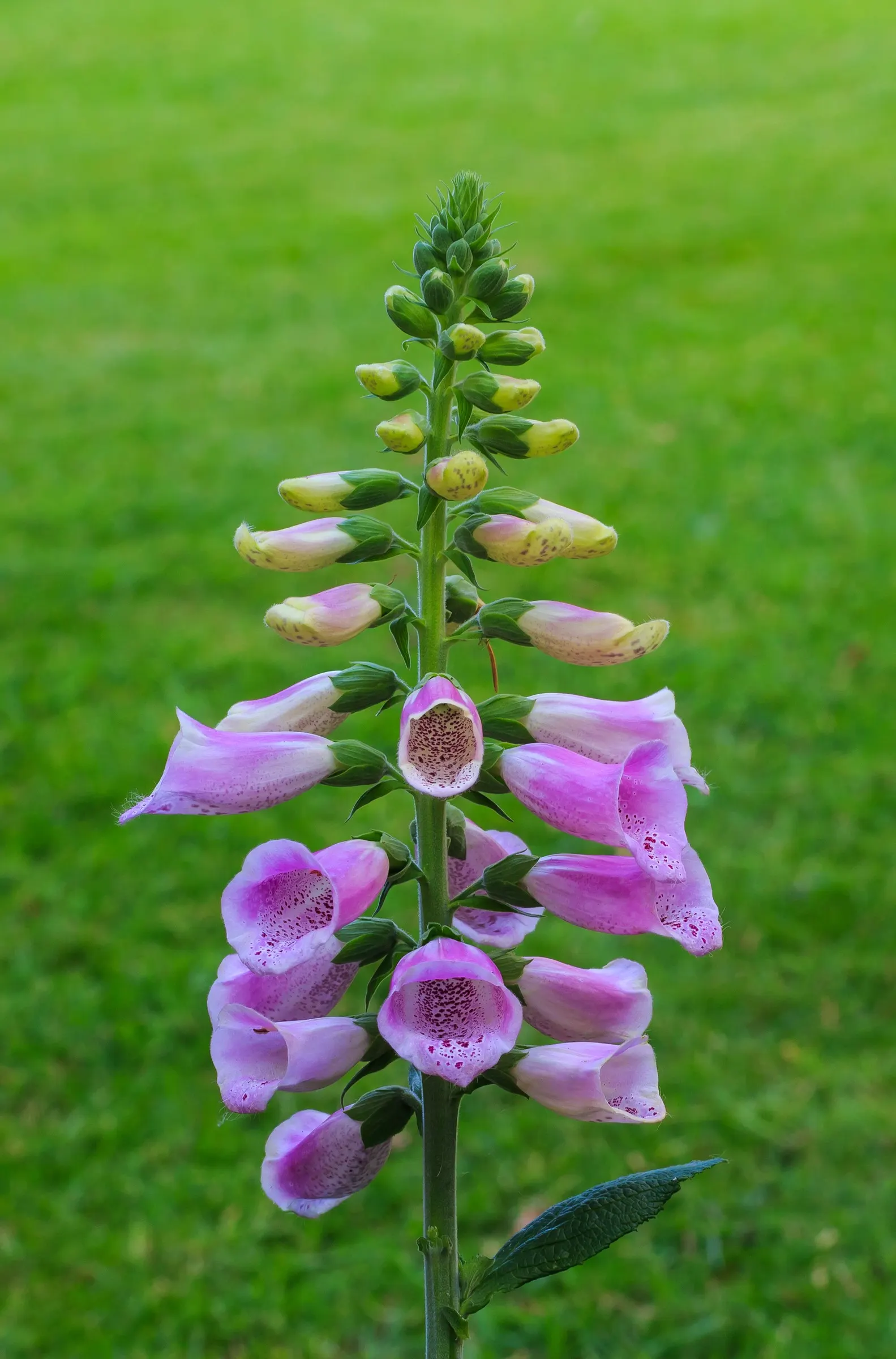 Common Foxglove (Digitalis Purpurea) — While moderately drought-resistant once established, image 95