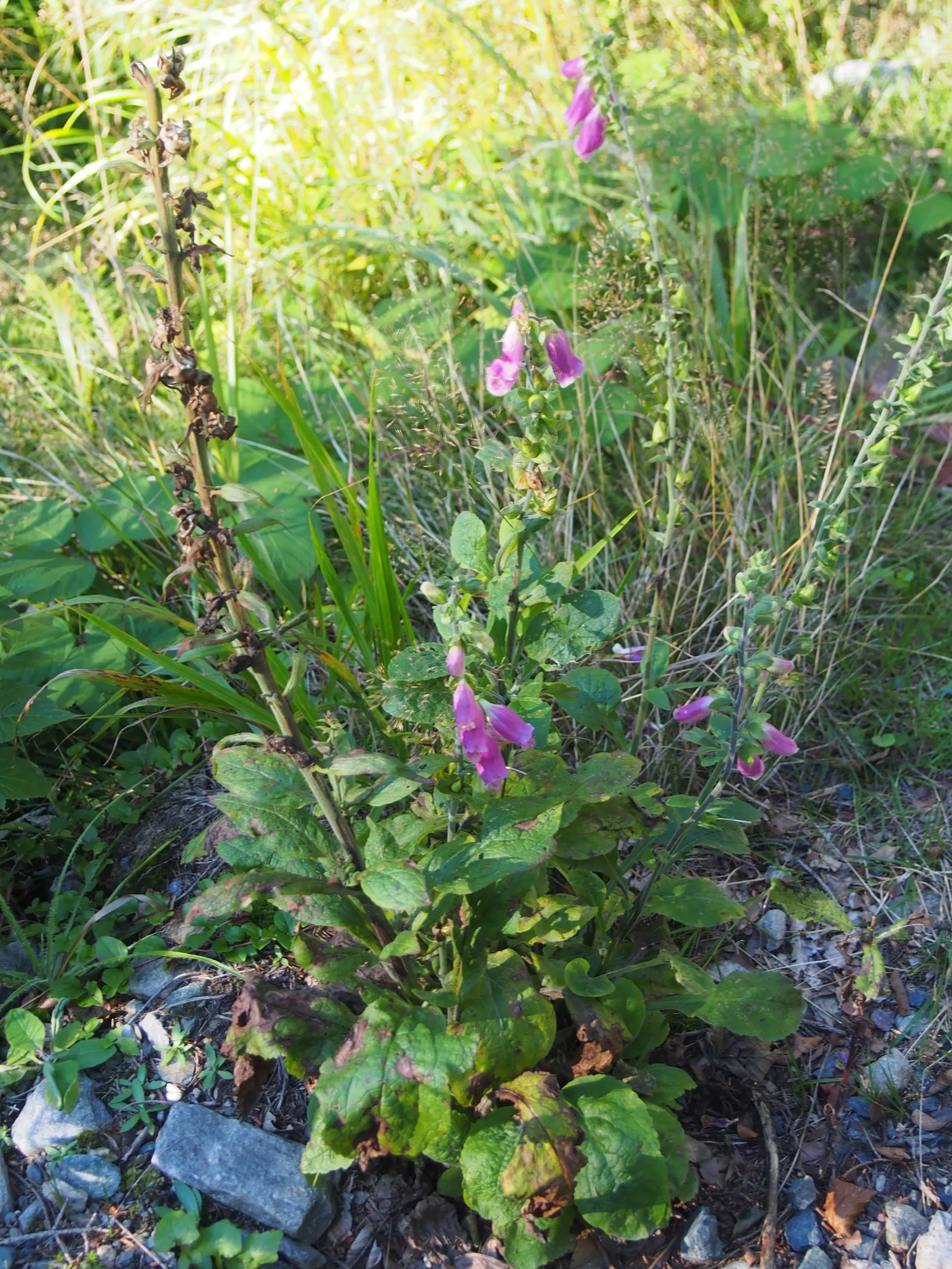Common Foxglove (Digitalis Purpurea) — is an enchanting biennial that brings vertical drama and a touch of wilderness to any garden setting; their, image 88