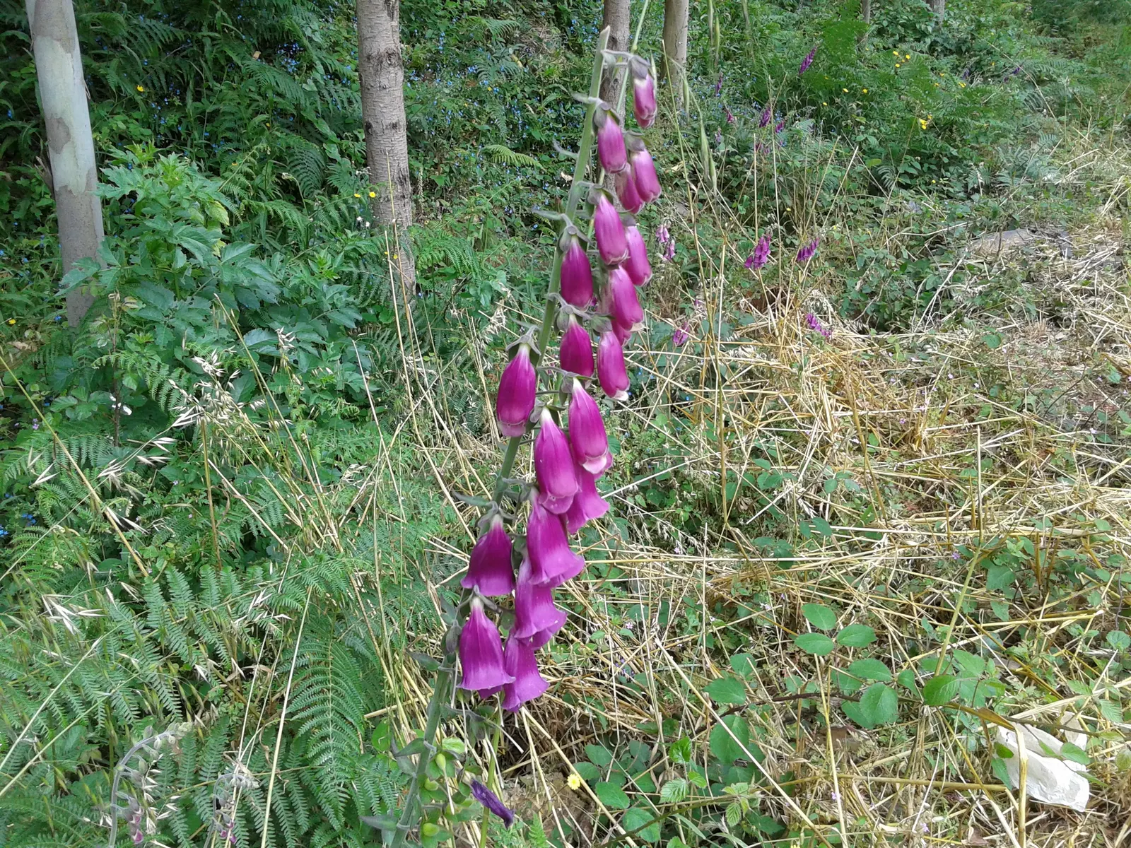 Common Foxglove (Digitalis Purpurea) — Utilize as a background plant in borders for vertical accent; the flowers are typically a striking, image 60