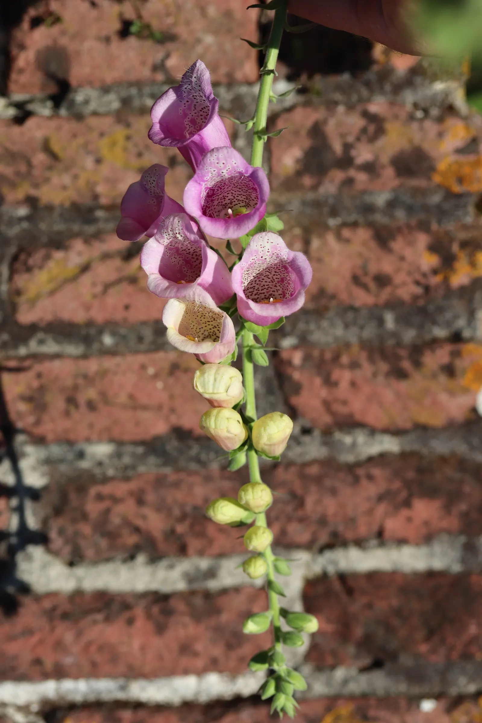 Common Foxglove (Digitalis Purpurea) — spiky racemes of tubular flowers which blossom in early to mid-summer
