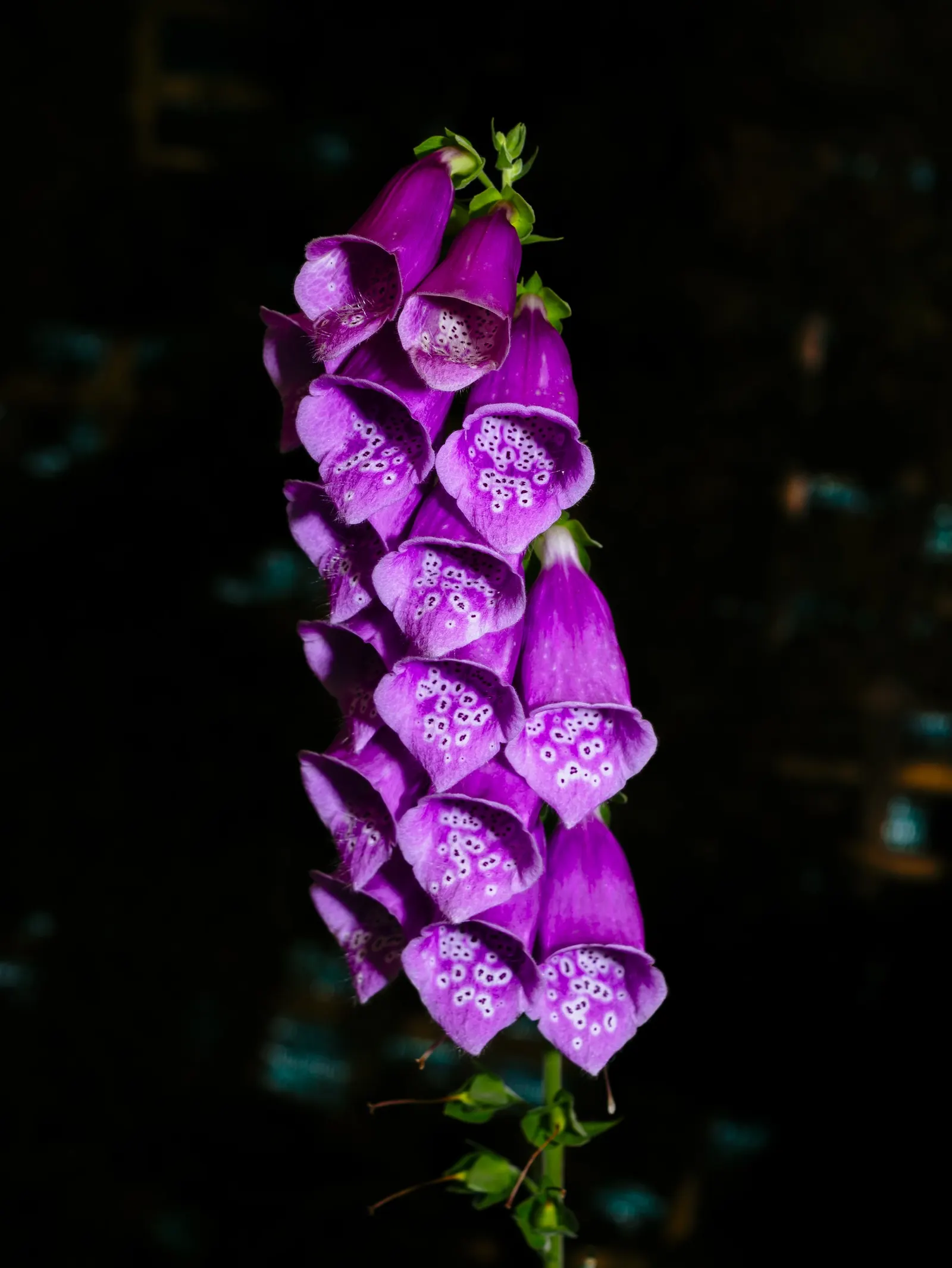 Common Foxglove (Digitalis Purpurea) — Toxic if ingested‚Äîan important consideration for pet-friendly gardens, image 32