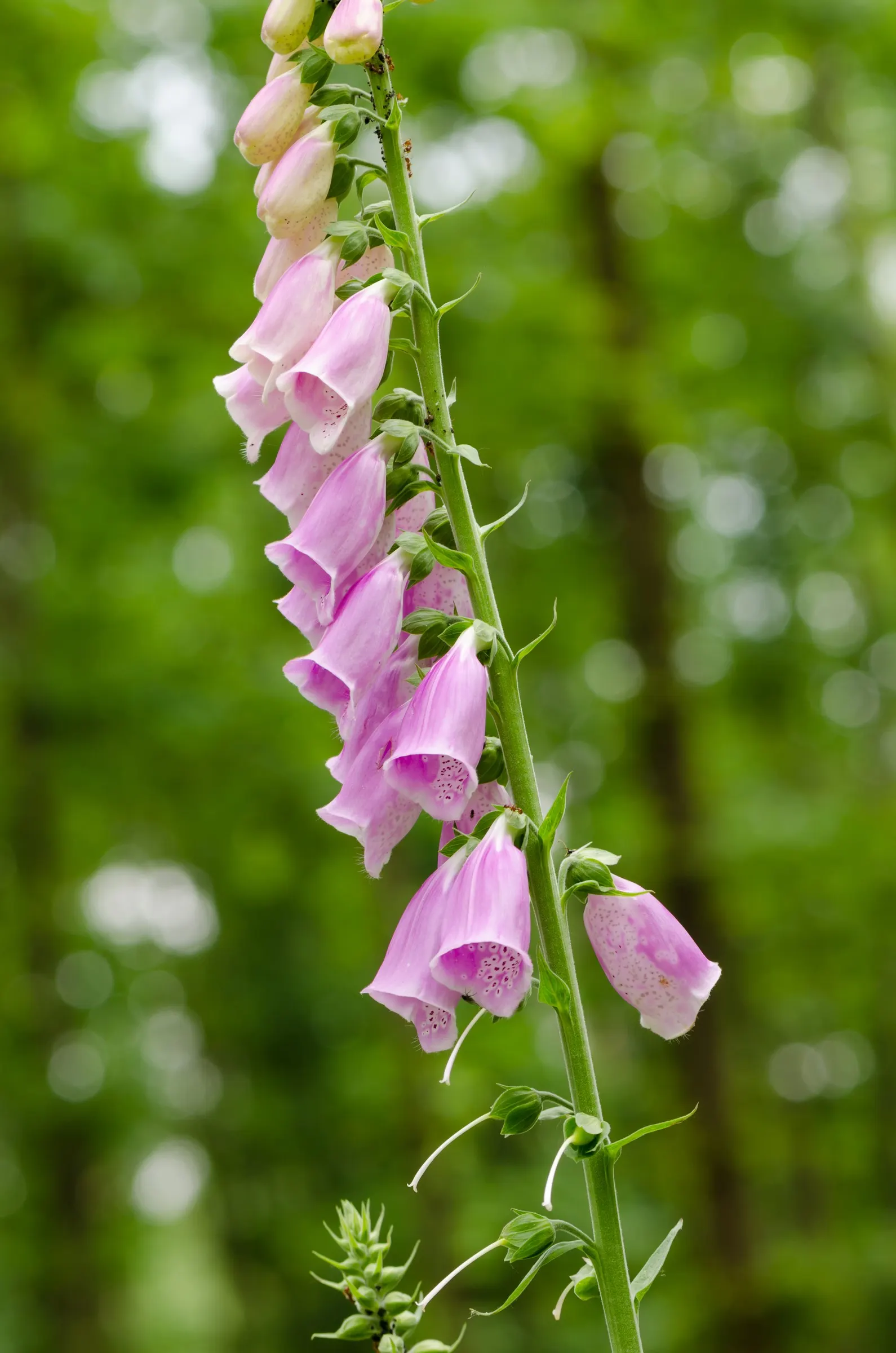 Common Foxglove (Digitalis Purpurea) — The flowers are typically a striking purple-pink with spotted throats; perennial for half, image 66