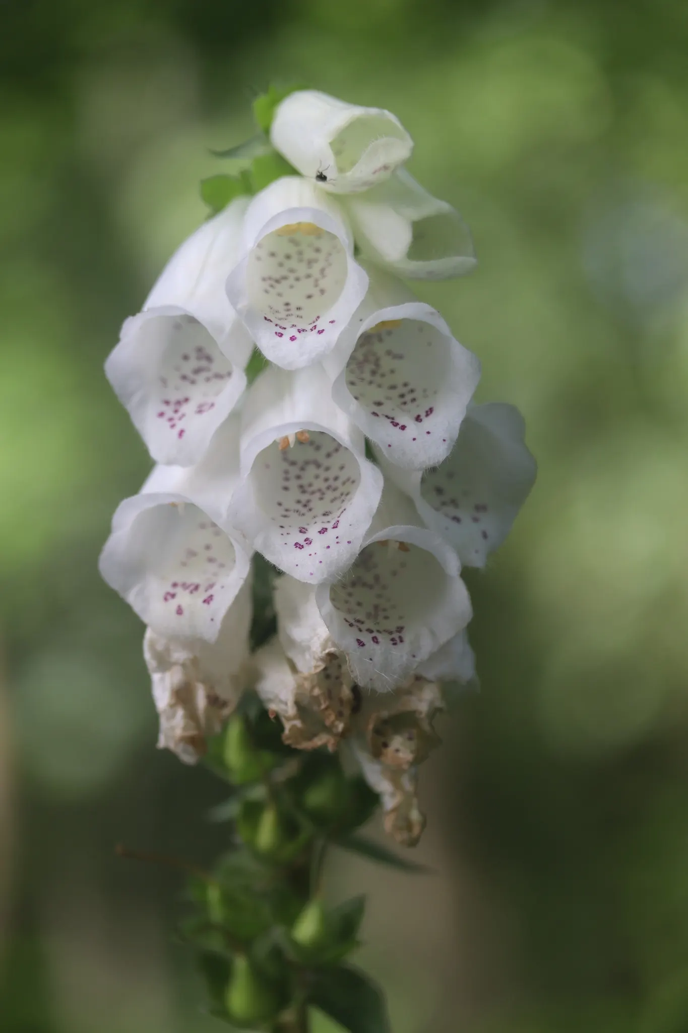 Common Foxglove (Digitalis Purpurea) — Deadheading will encourage a second bloom and prevent self-seeding; growing to heights ranging from 3 to 5, image 98