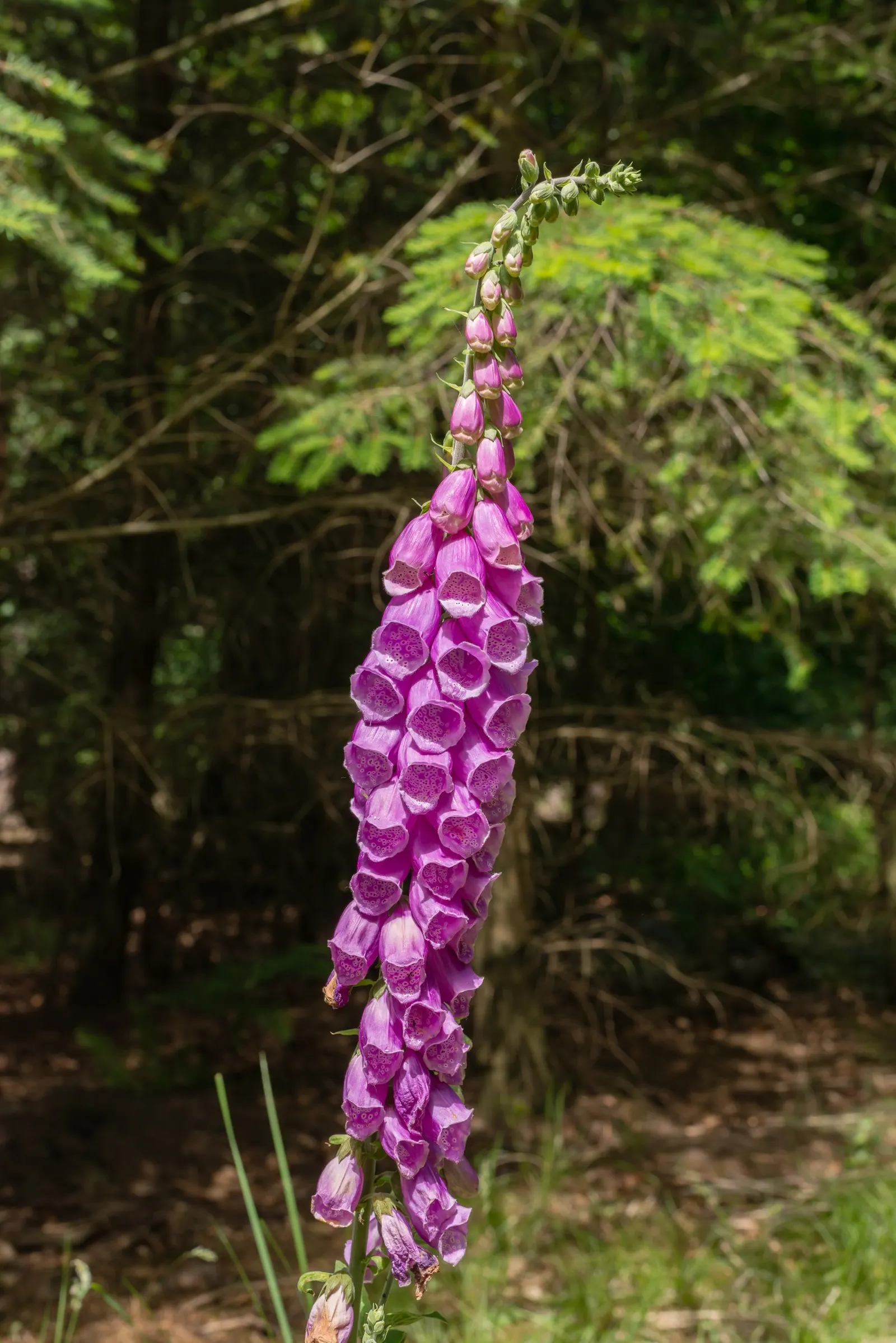 Common Foxglove (Digitalis Purpurea) — Utilize as a background plant in borders for vertical accent
