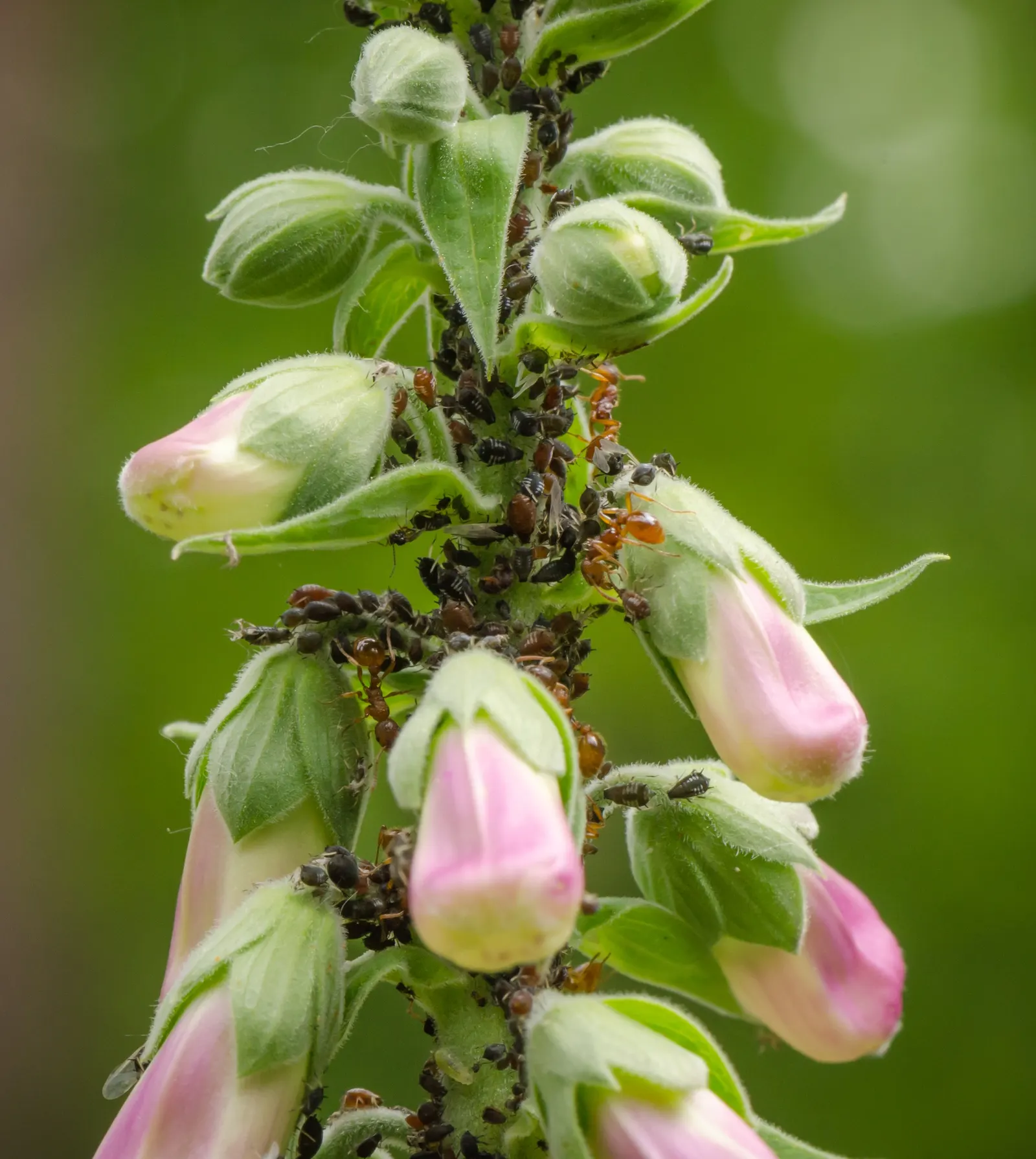 Common Foxglove (Digitalis Purpurea) — is an enchanting biennial that brings vertical drama and a touch of wilderness to any garden setting; their towering