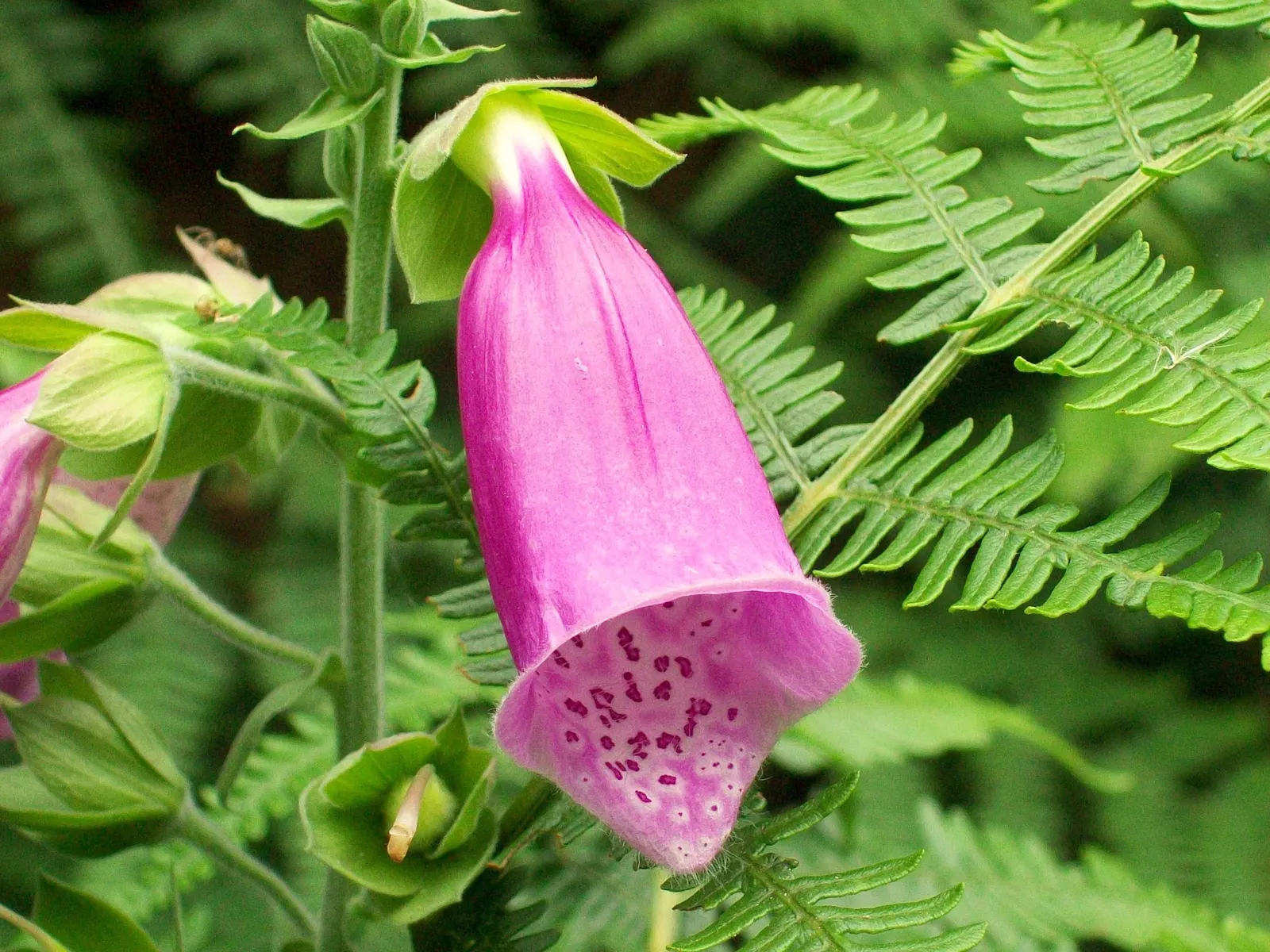 Common Foxglove (Digitalis Purpurea) — Growing to heights ranging from 3 to 5 feet; perennial with multi-colored and pink and purple blooms, image 116