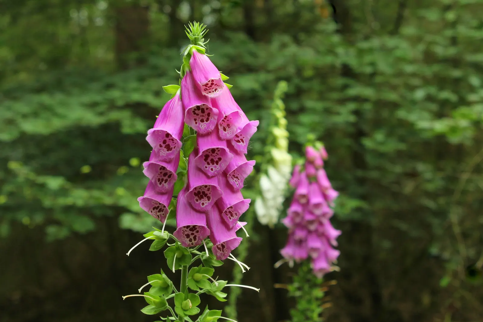 Common Foxglove (Digitalis Purpurea) — Growing to heights ranging from 3 to 5 feet; perennial with multi-colored and pink and purple blooms
