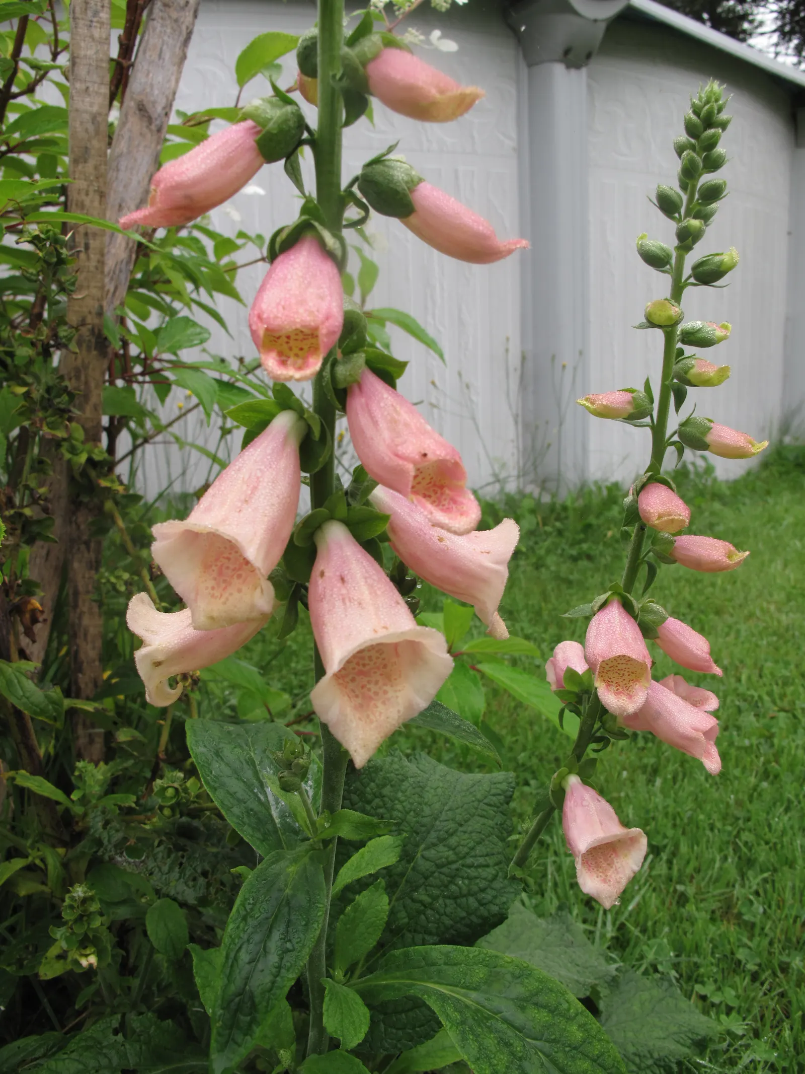 Common Foxglove (Digitalis Purpurea) — Growing to heights ranging from 3 to 5 feet; perennial with multi-colored and pink and purple blooms, image 143