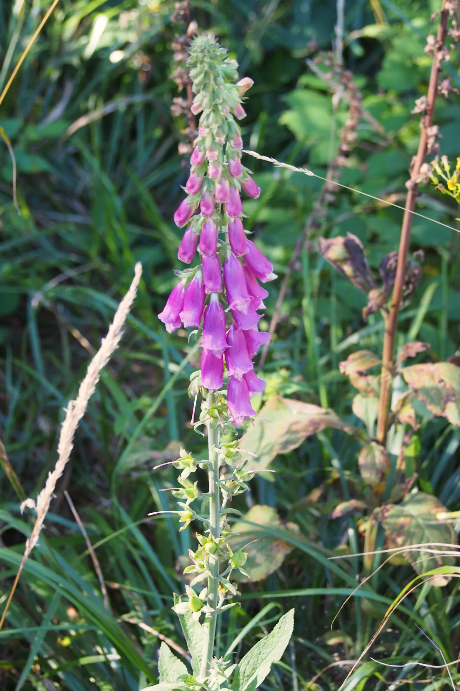 Common Foxglove (Digitalis Purpurea) — which can lead to naturalization in the right conditions; they will benefit from regular watering during, image 72
