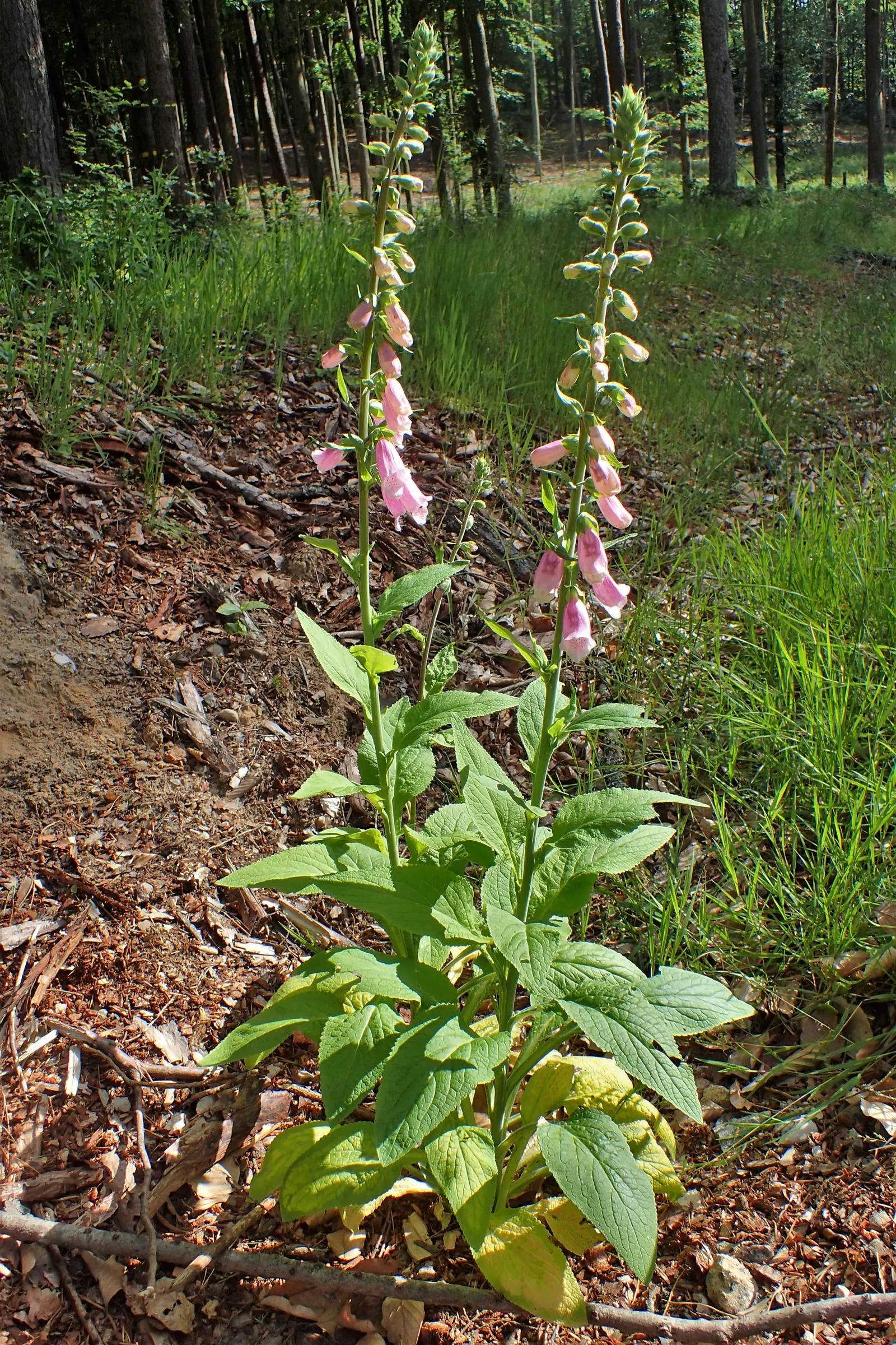 Common Foxglove (Digitalis Purpurea) — It boasts tall spikes adorned with tubular blooms in shades of purple-pink and white, with speckled throats, image 137