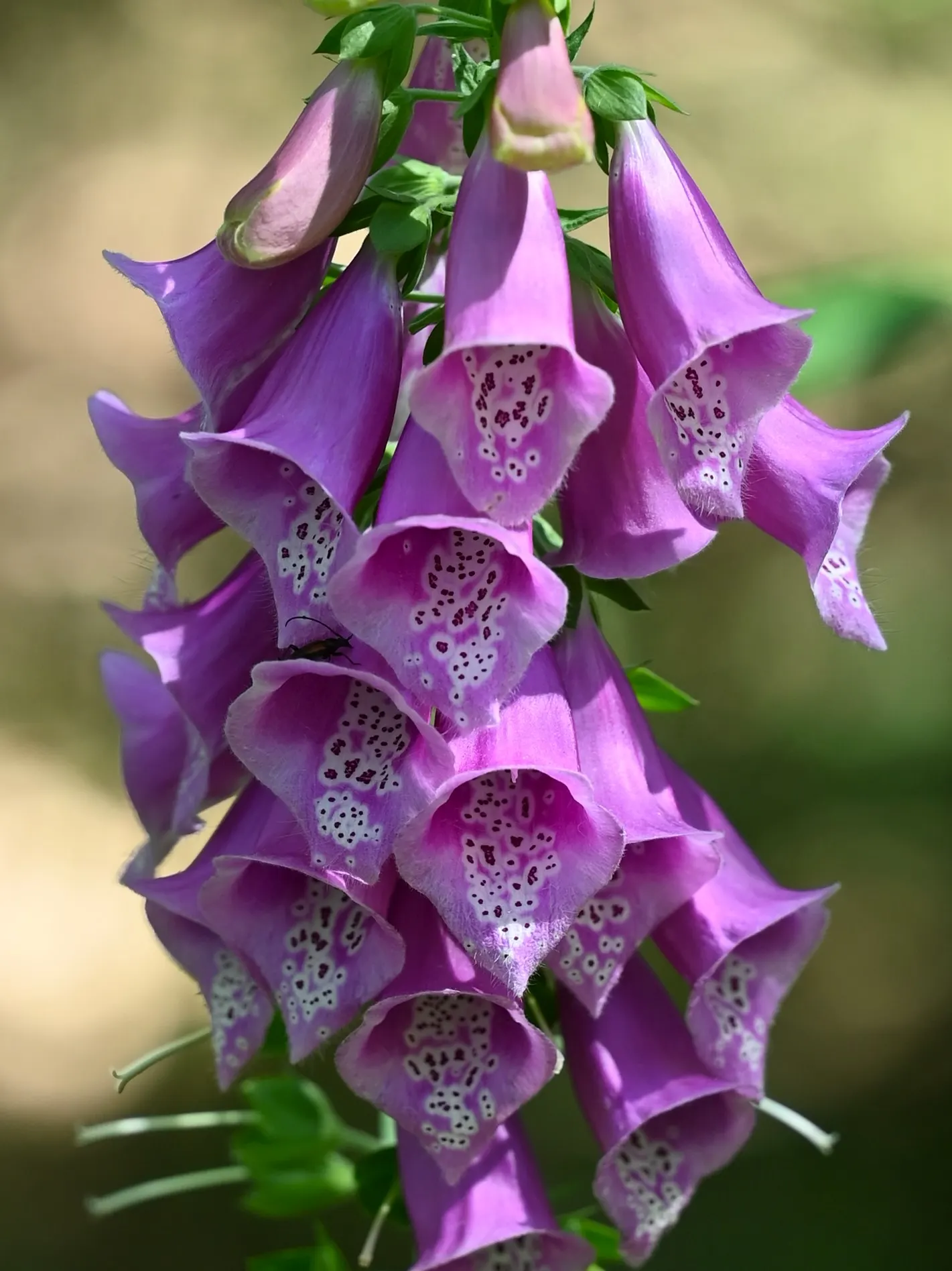 Common Foxglove (Digitalis Purpurea) — They pair well with ferns, hostas, and other shade-loving perennials, image 77