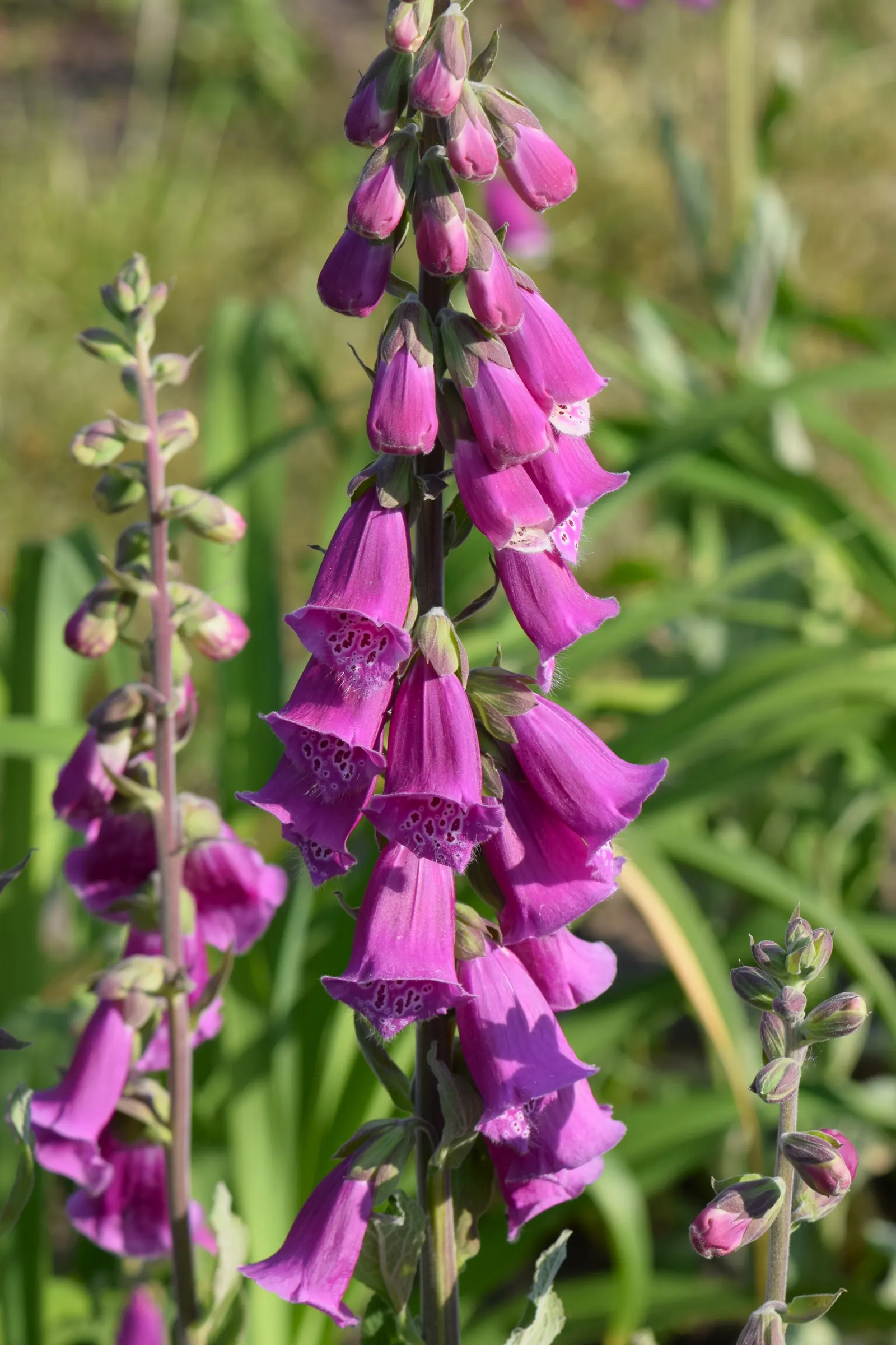 Common Foxglove (Digitalis Purpurea) — particularly bees and hummingbirds; it boasts tall spikes adorned with tubular blooms in shades of, image 128