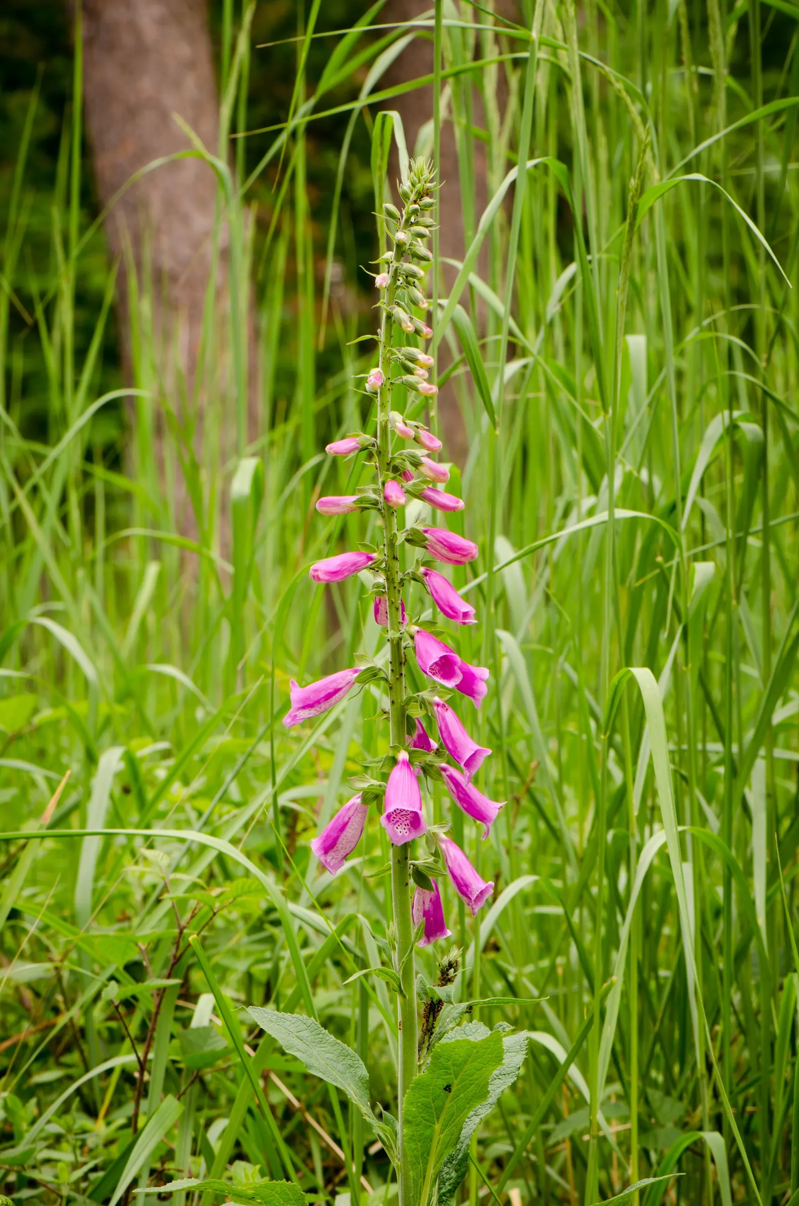 Common Foxglove (Digitalis Purpurea) — Deadheading will encourage a second bloom and prevent self-seeding; growing to heights ranging from 3 to 5, image 71