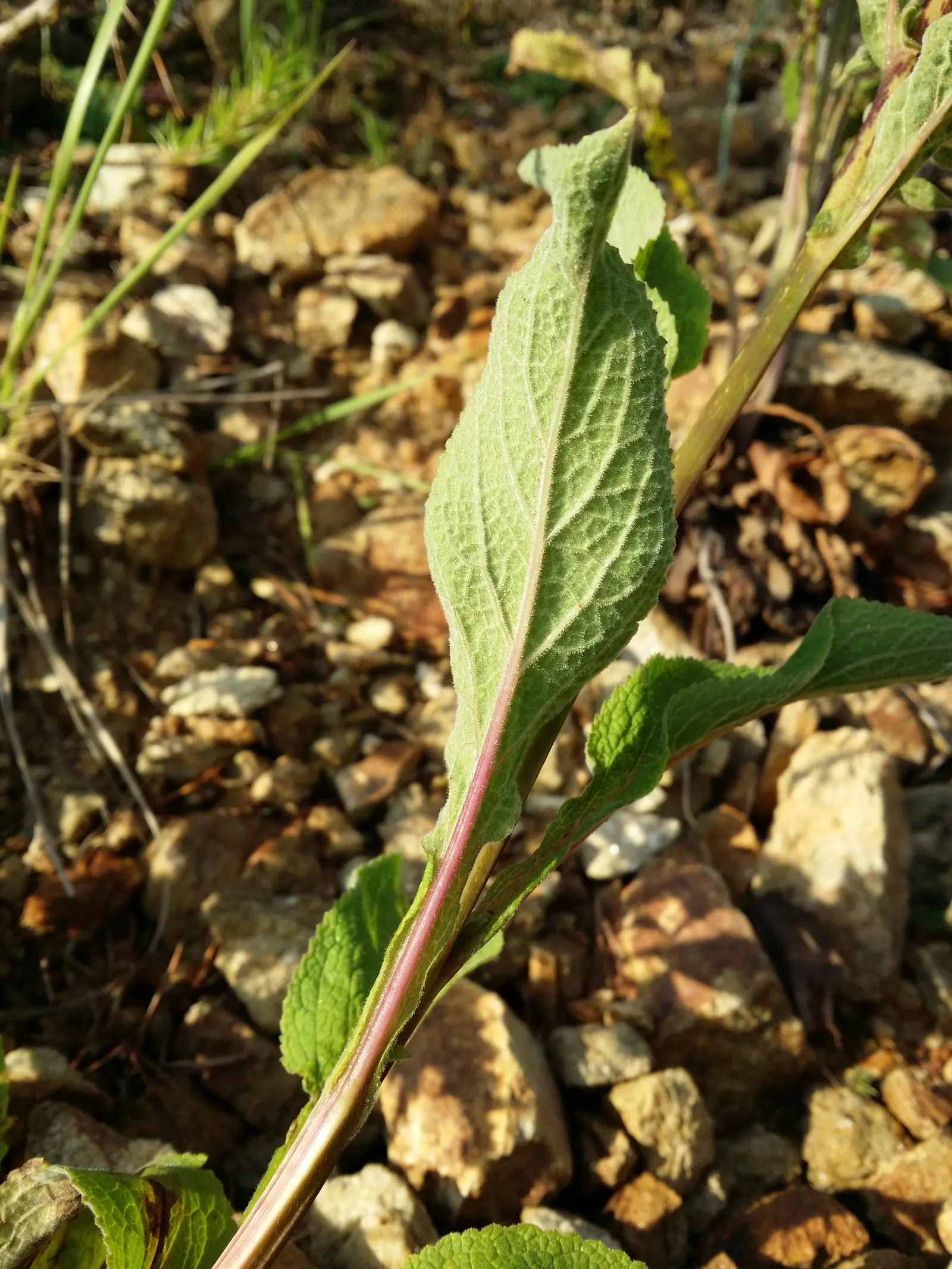 Common Foxglove (Digitalis Purpurea) — Digitalis purpurea, or Common Foxglove, is a striking biennial standing at 2-5 ft tall; prefers partial, image 55