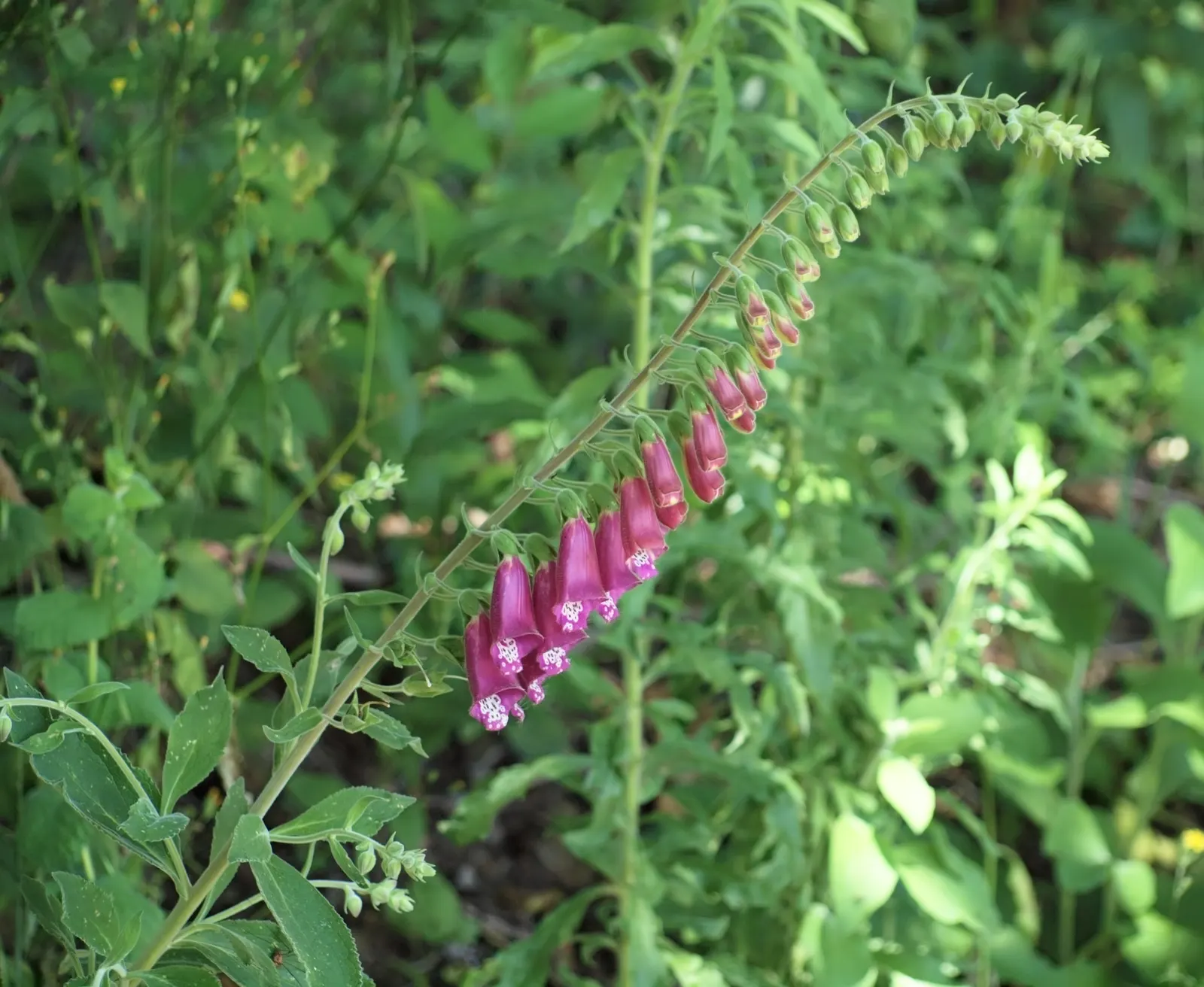 Common Foxglove (Digitalis Purpurea) — this European native boasts tall