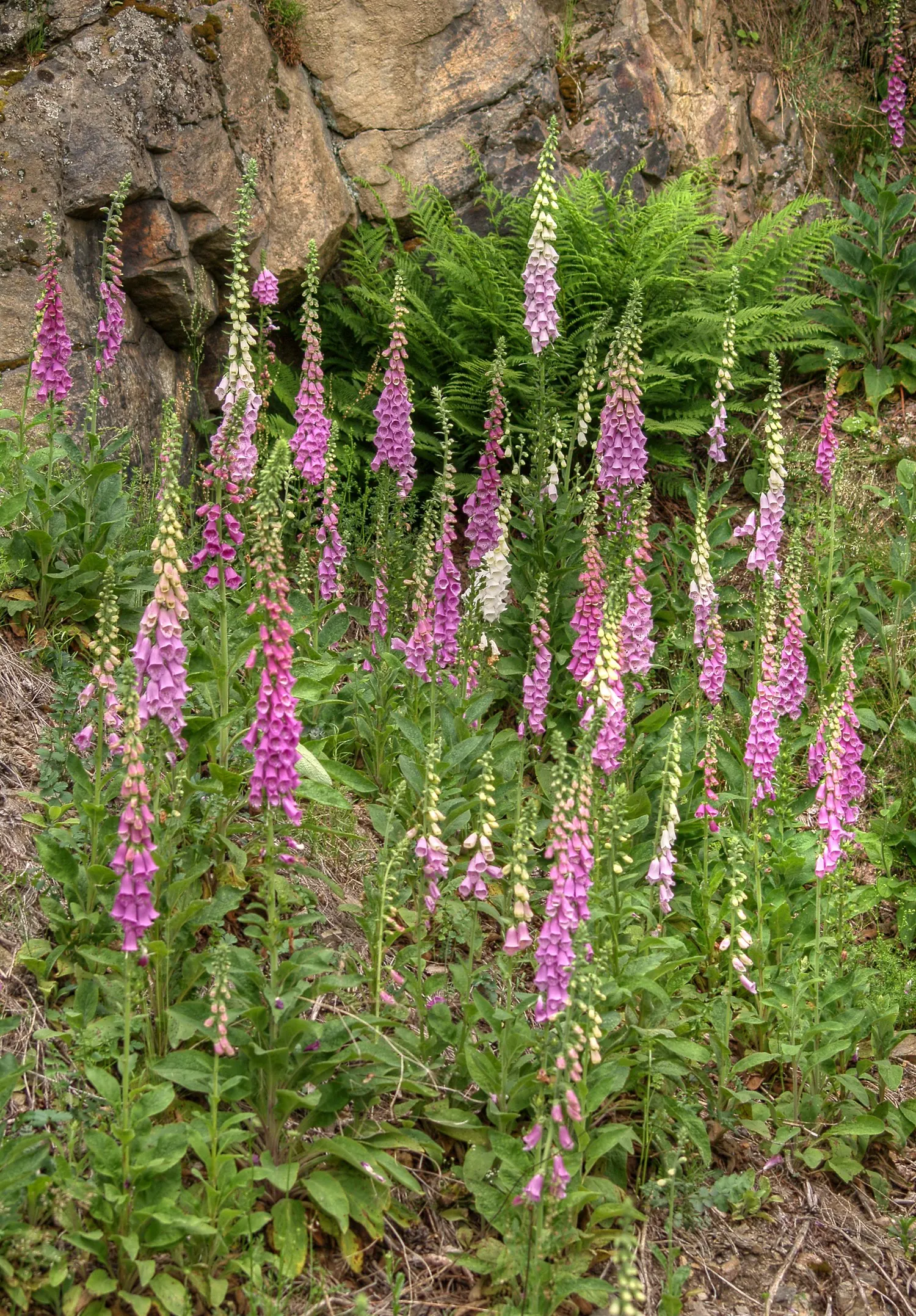 Common Foxglove (Digitalis Purpurea) — perennial for half