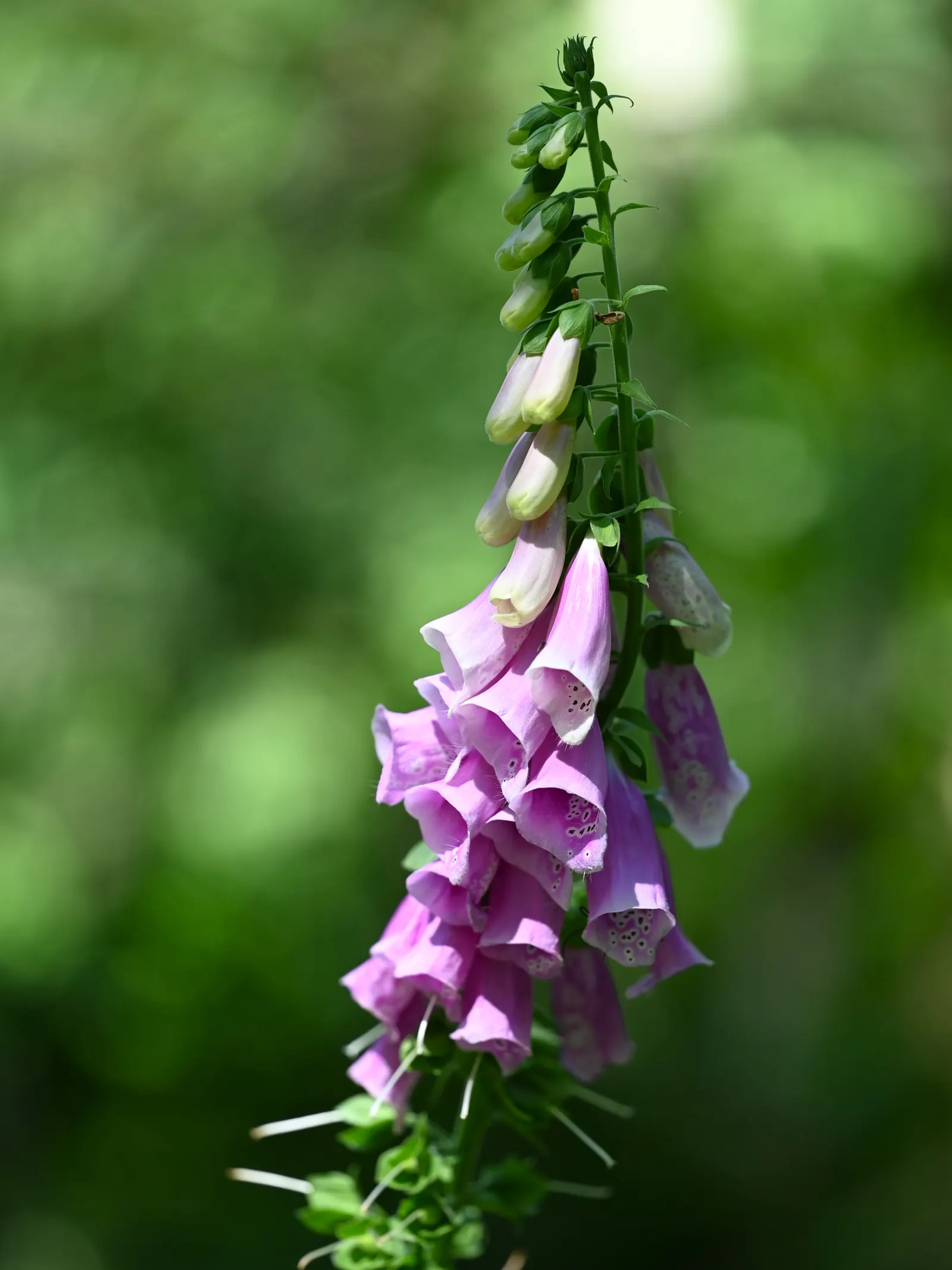 Common Foxglove (Digitalis Purpurea) — perennial for half; with its stately presence and rustic charm, image 108
