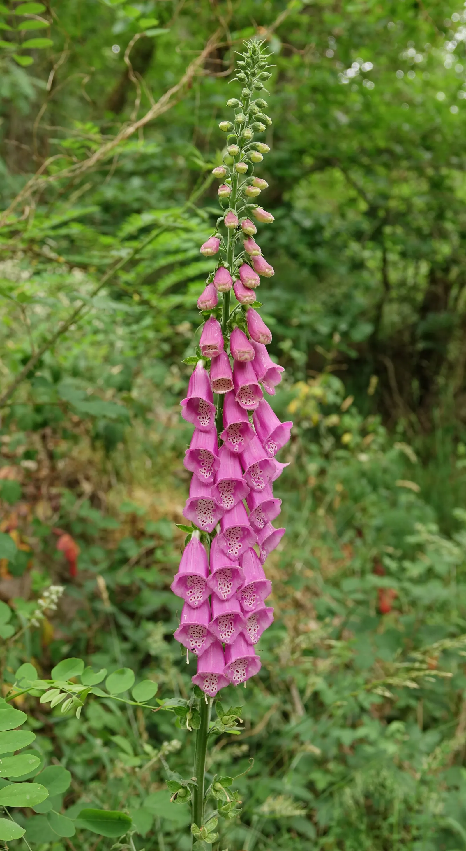 Common Foxglove (Digitalis Purpurea) — which can lead to naturalization in the right conditions; they will benefit from regular watering during, image 126